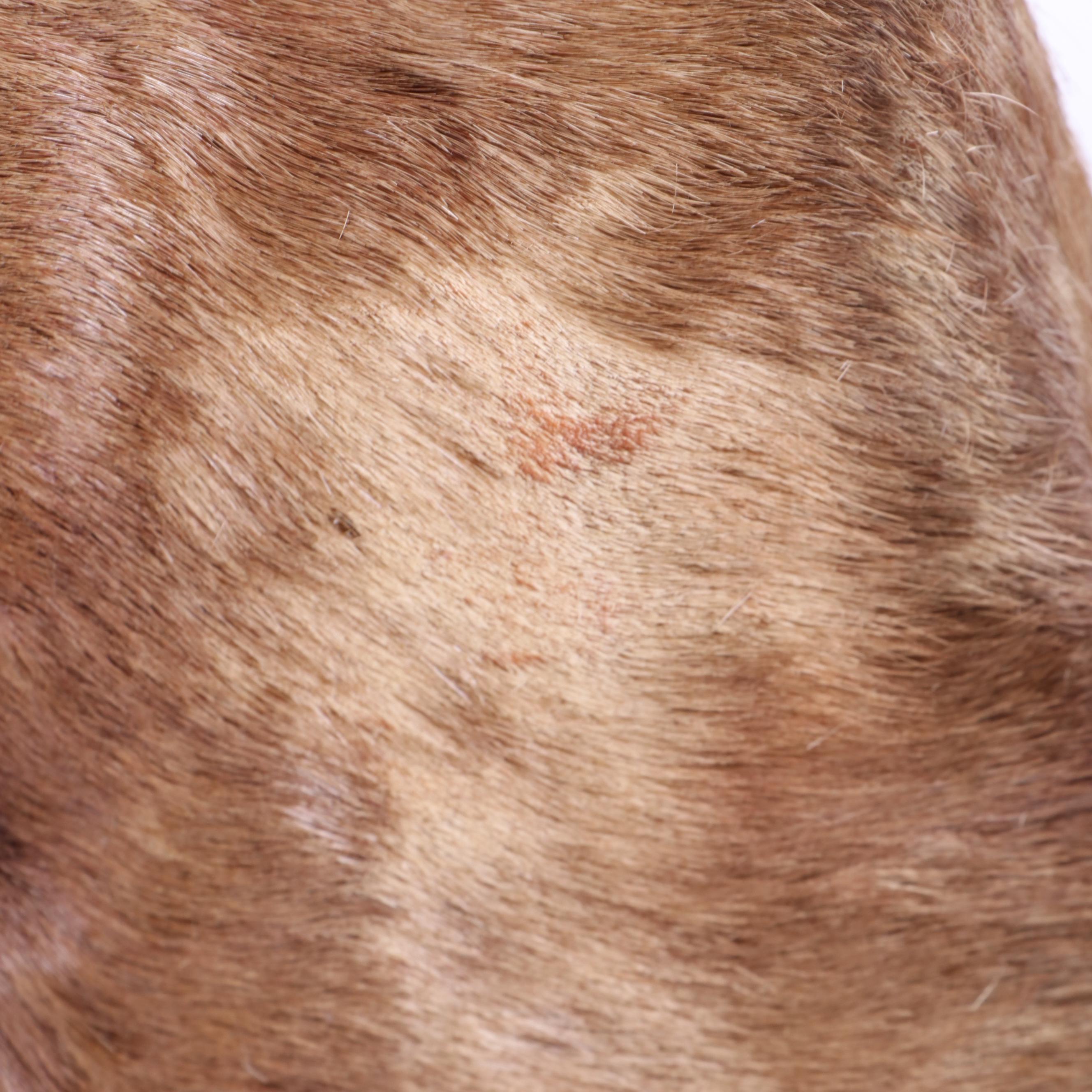 Hartebeest Taxidermy Shoulder Mount