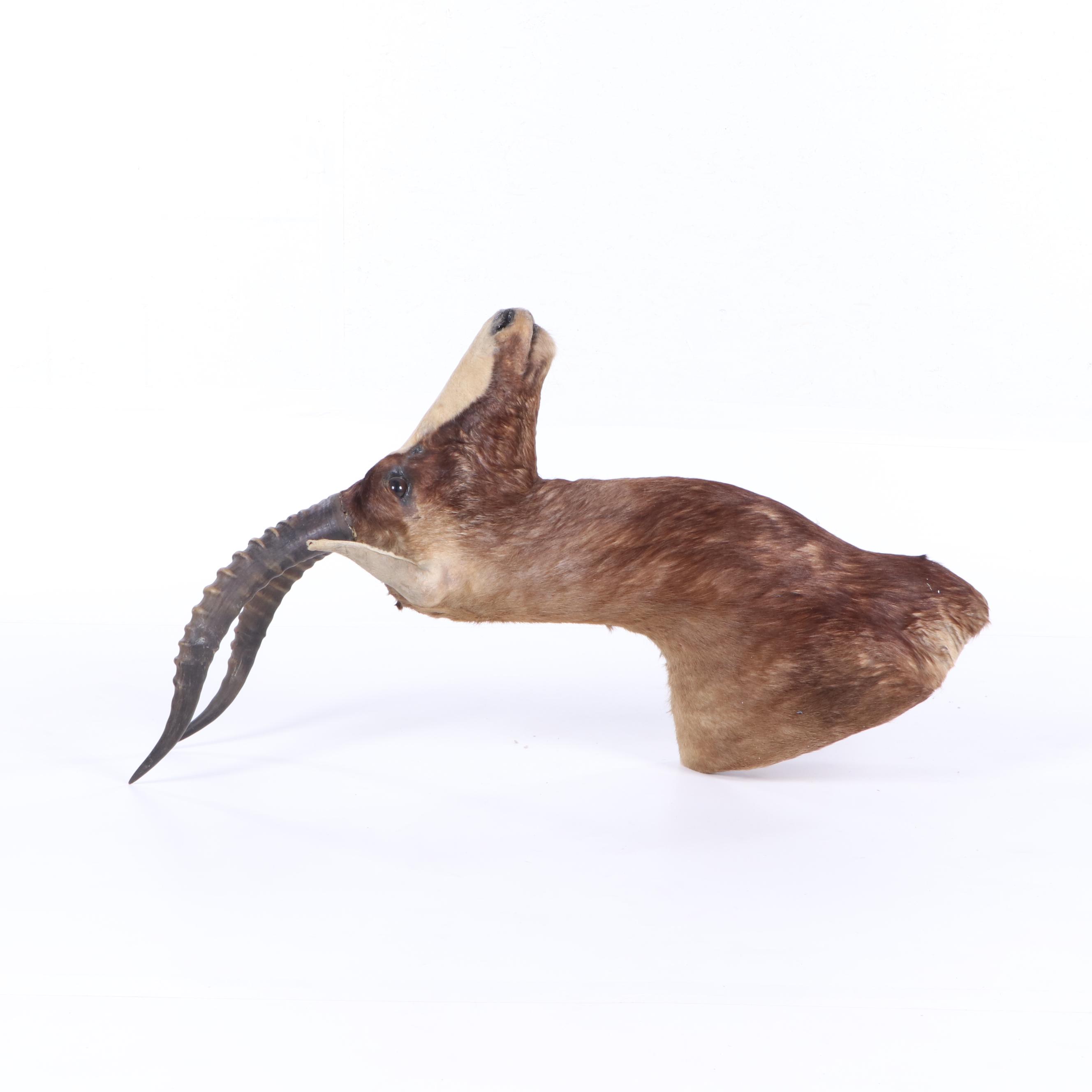 African Blesbok Shoulder Mount