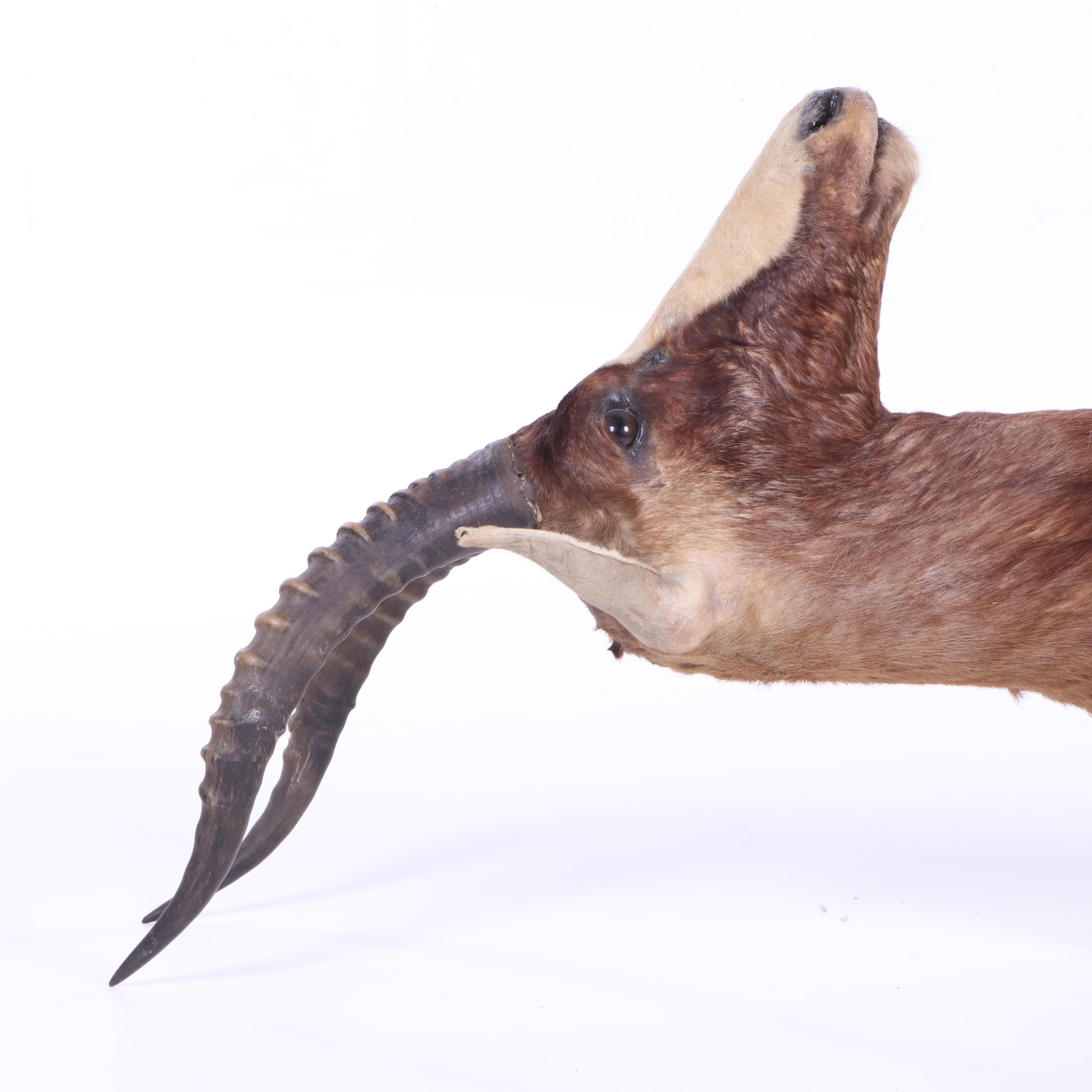 African Blesbok Shoulder Mount