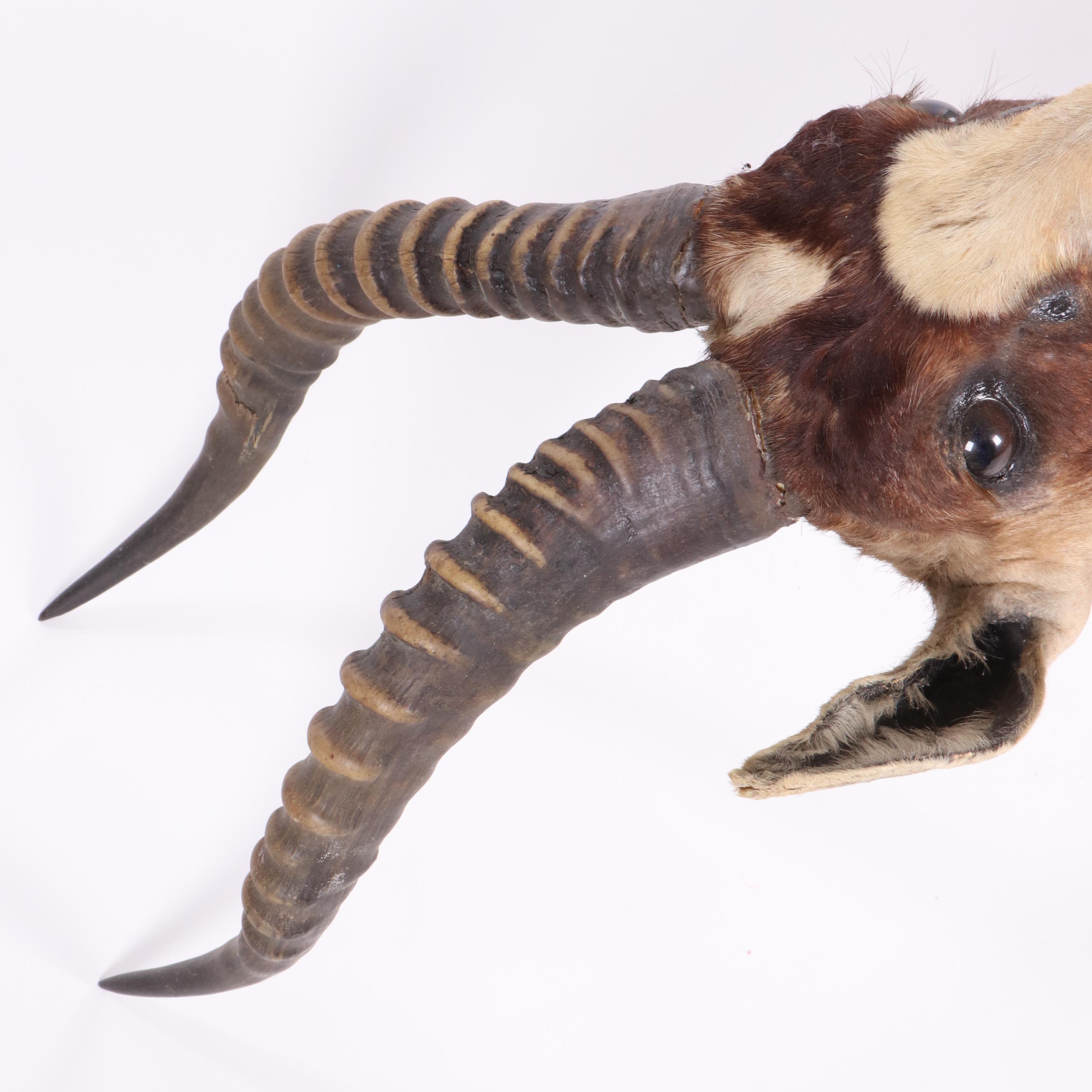 African Blesbok Shoulder Mount