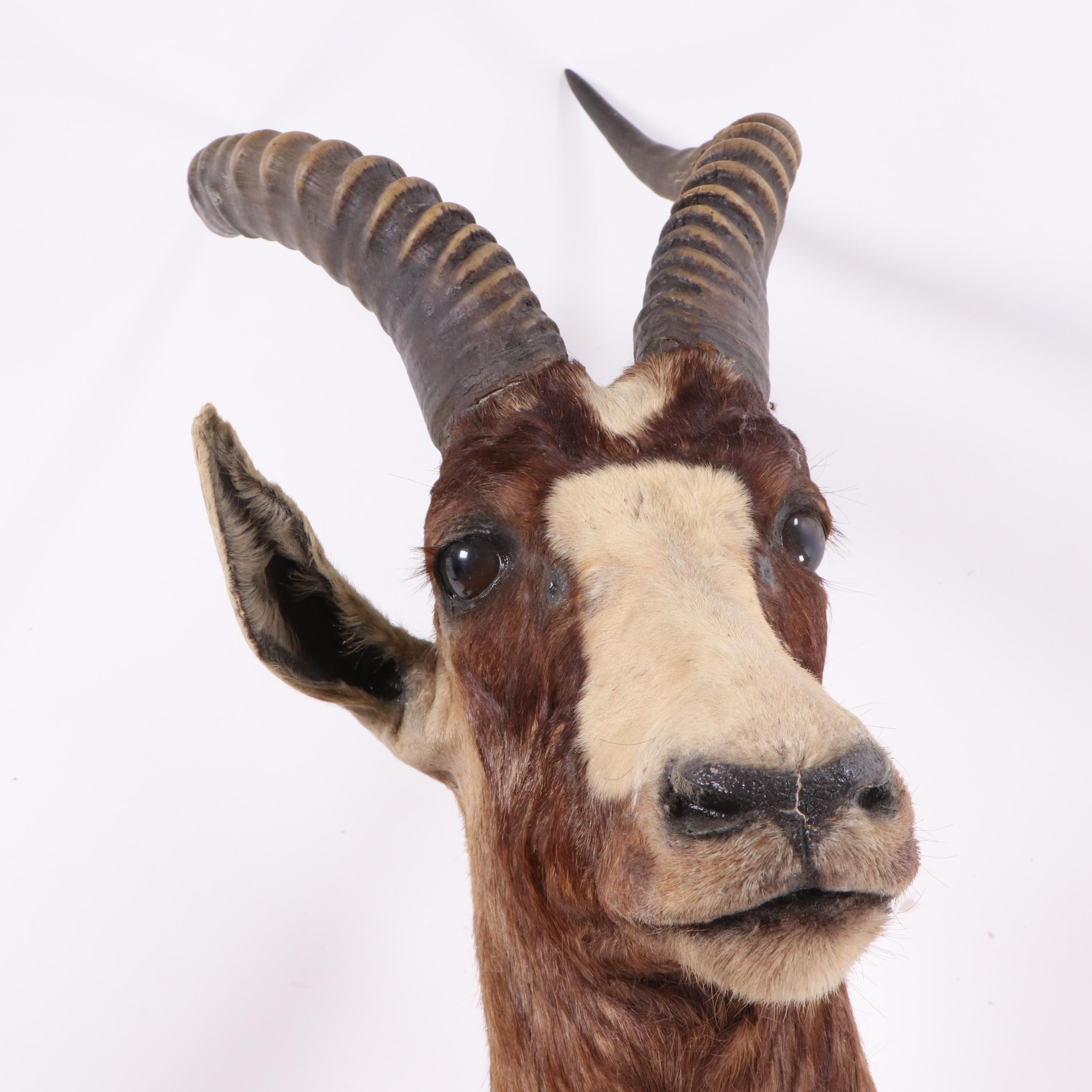 African Blesbok Shoulder Mount