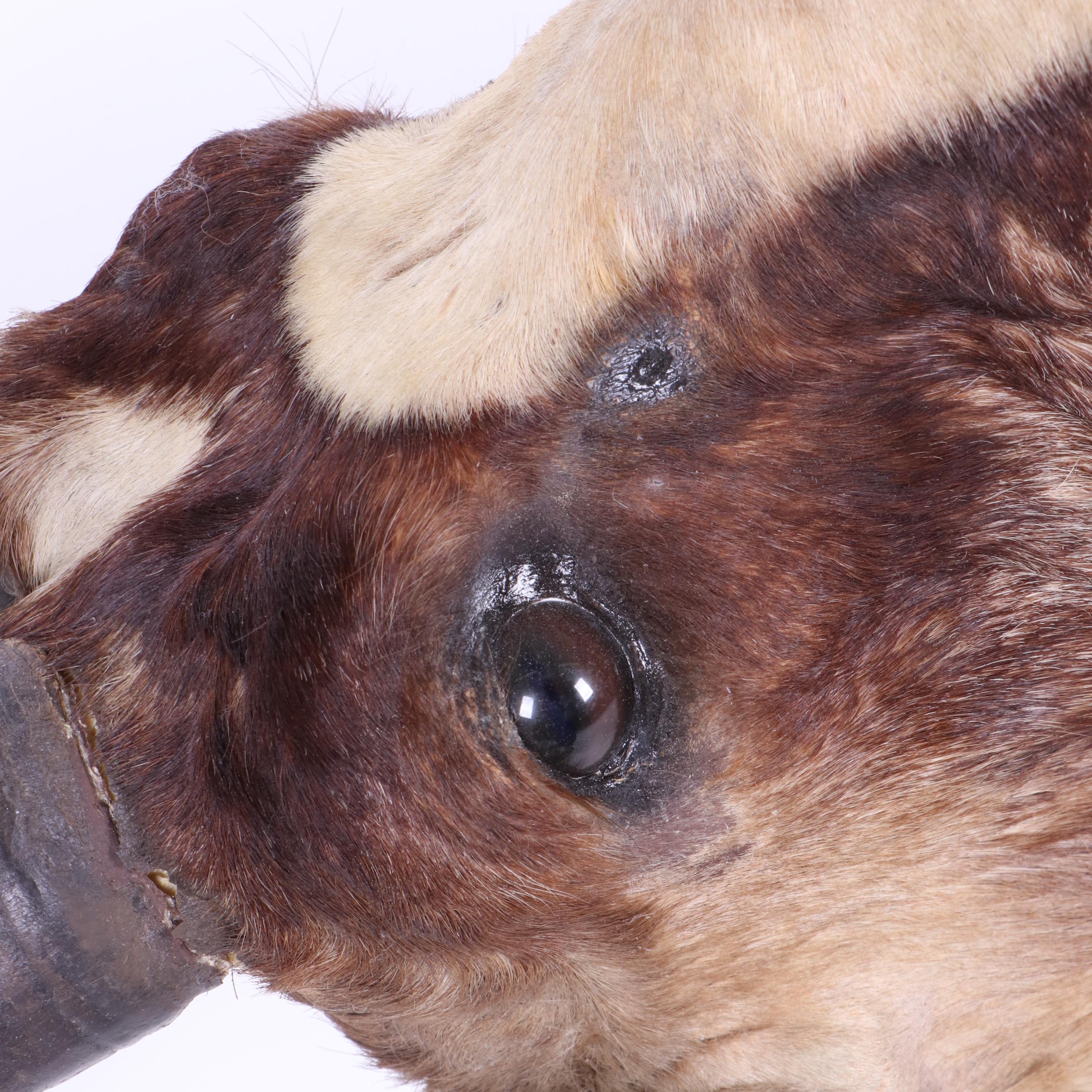 African Blesbok Shoulder Mount