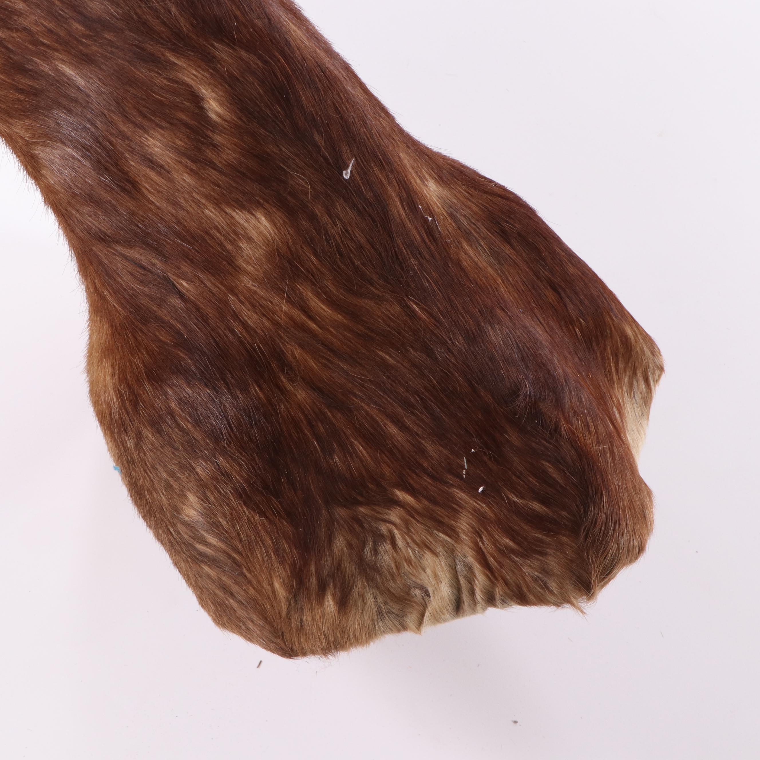 African Blesbok Shoulder Mount