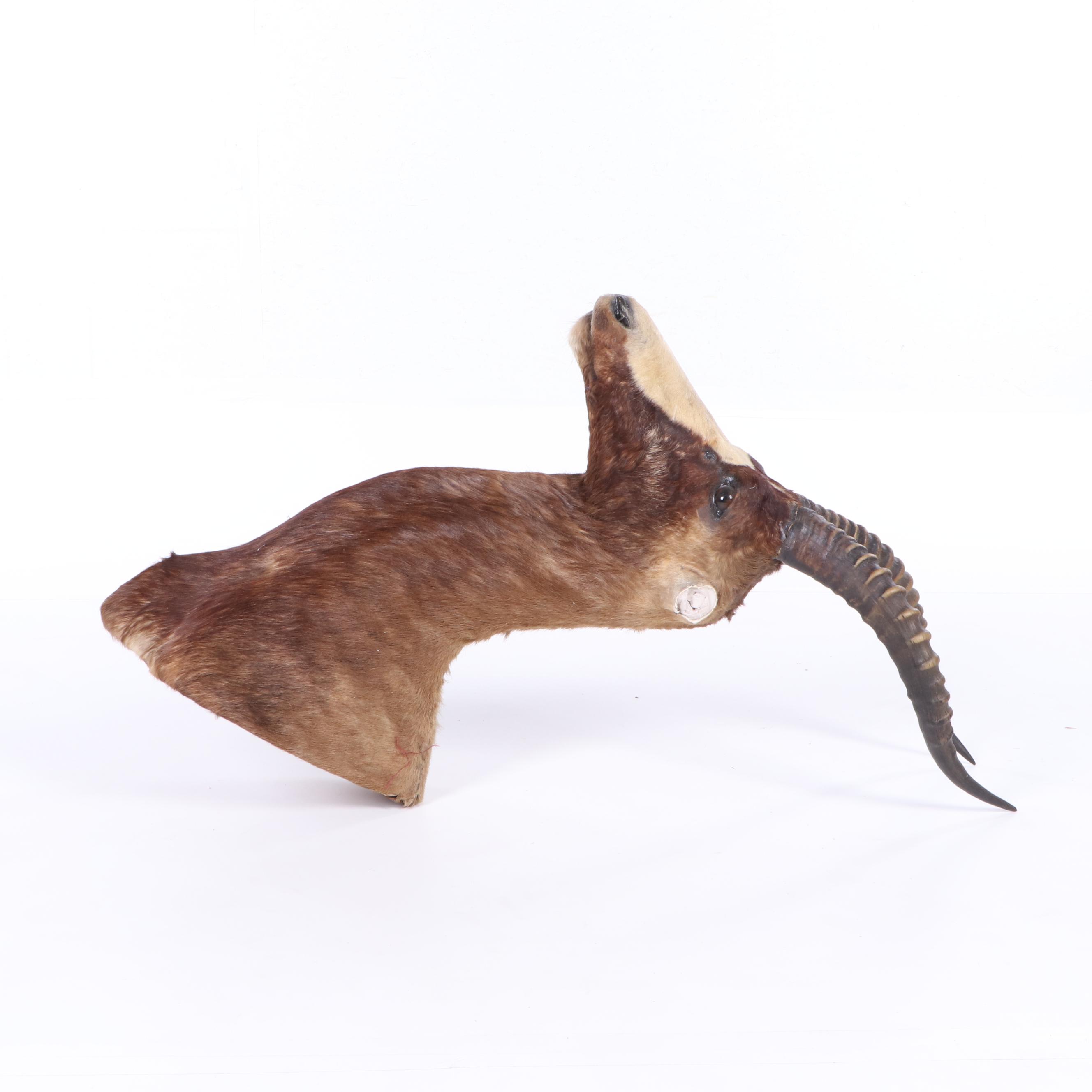 African Blesbok Shoulder Mount