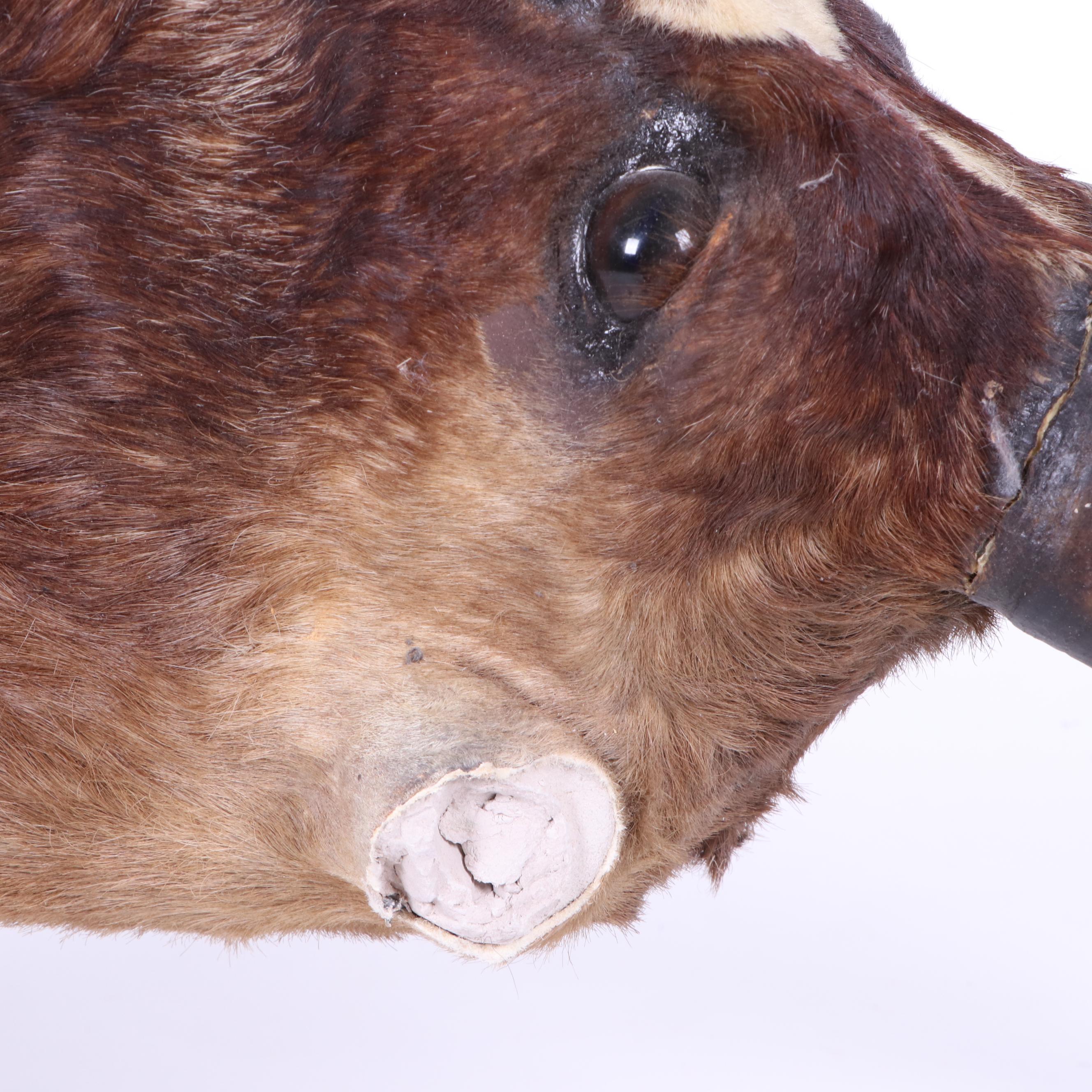 African Blesbok Shoulder Mount