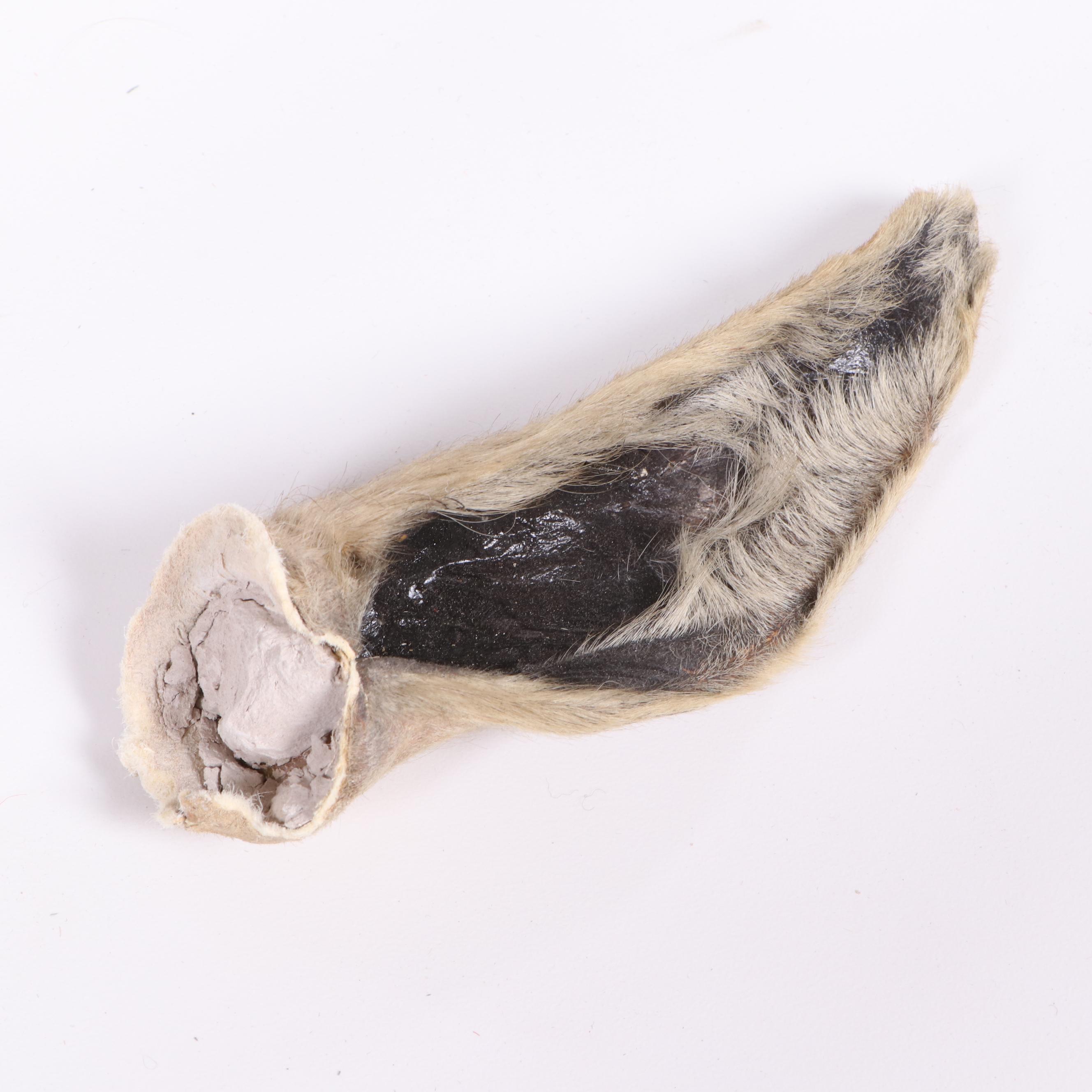 African Blesbok Shoulder Mount