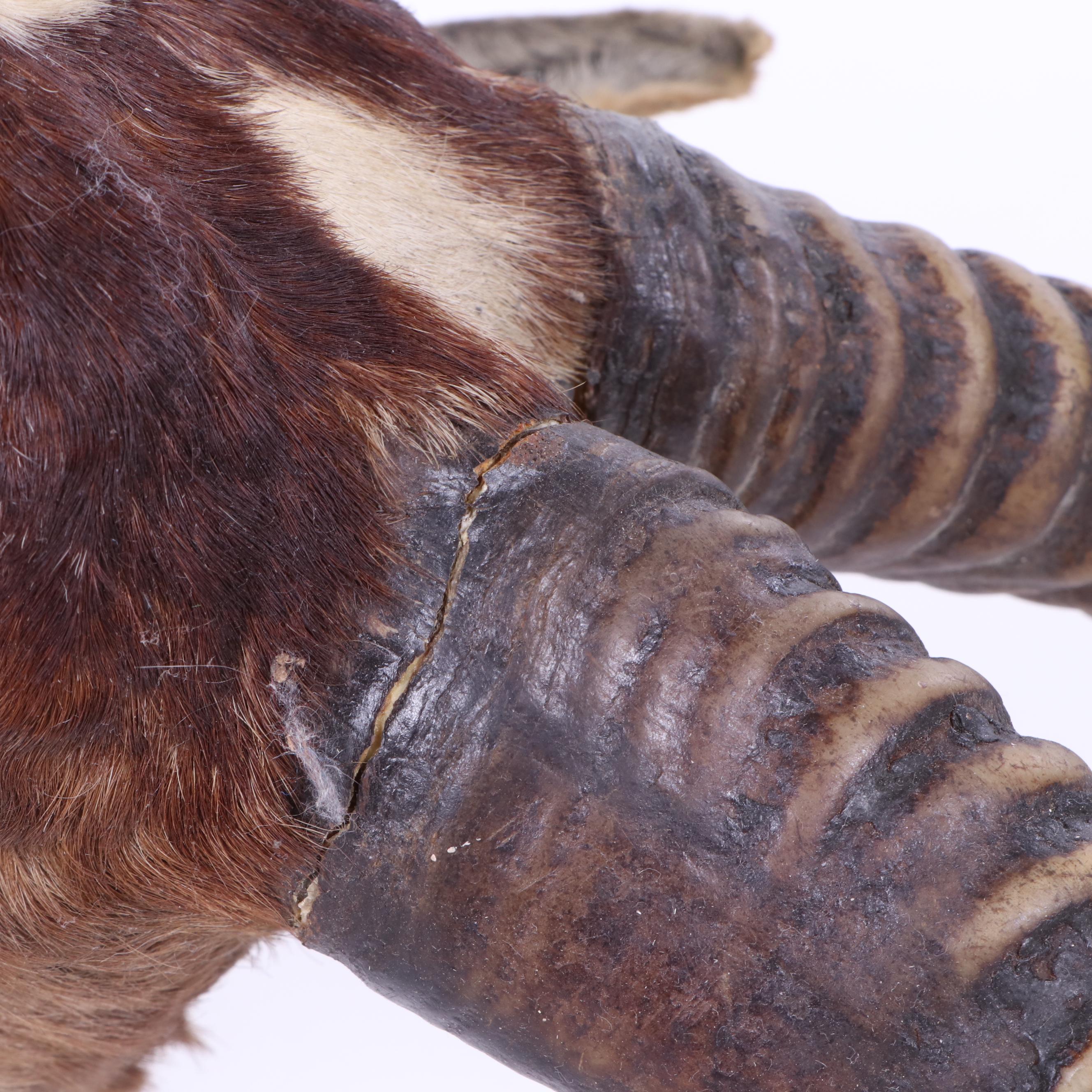 African Blesbok Shoulder Mount