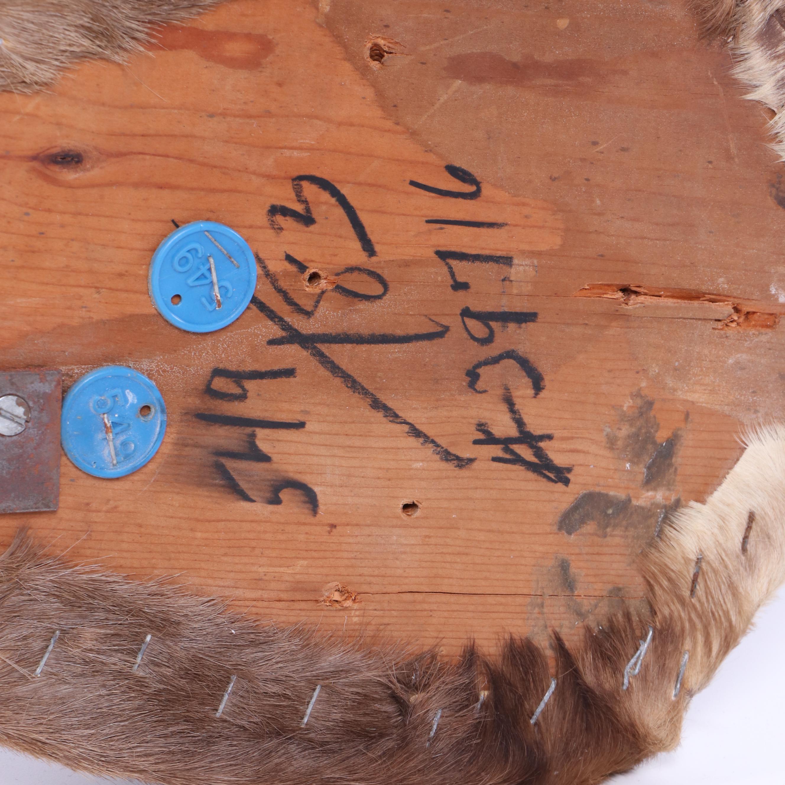 African Blesbok Shoulder Mount