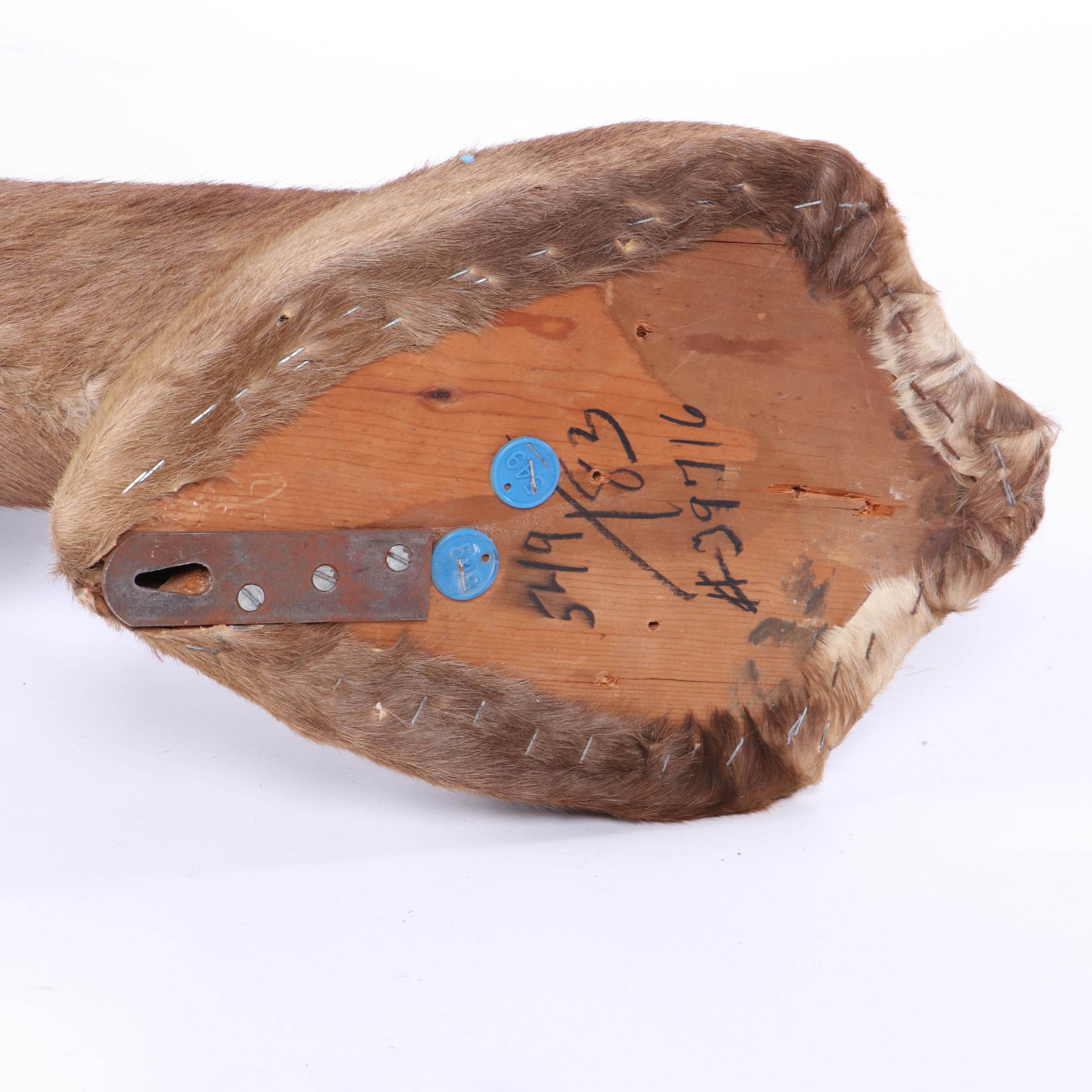 African Blesbok Shoulder Mount