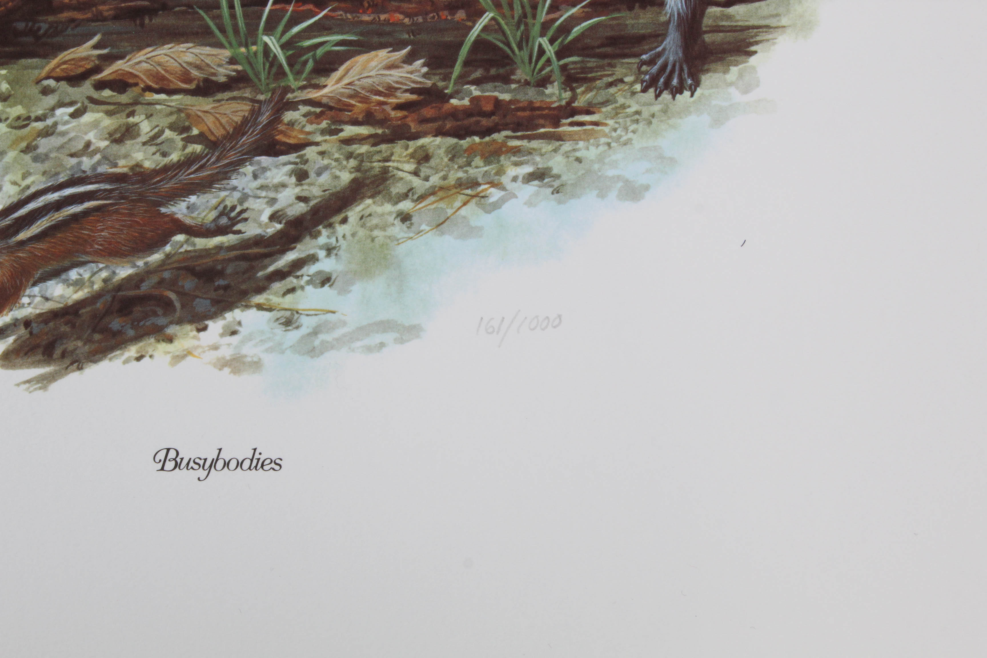 Don Balke Limited Edition Wildlife Prints