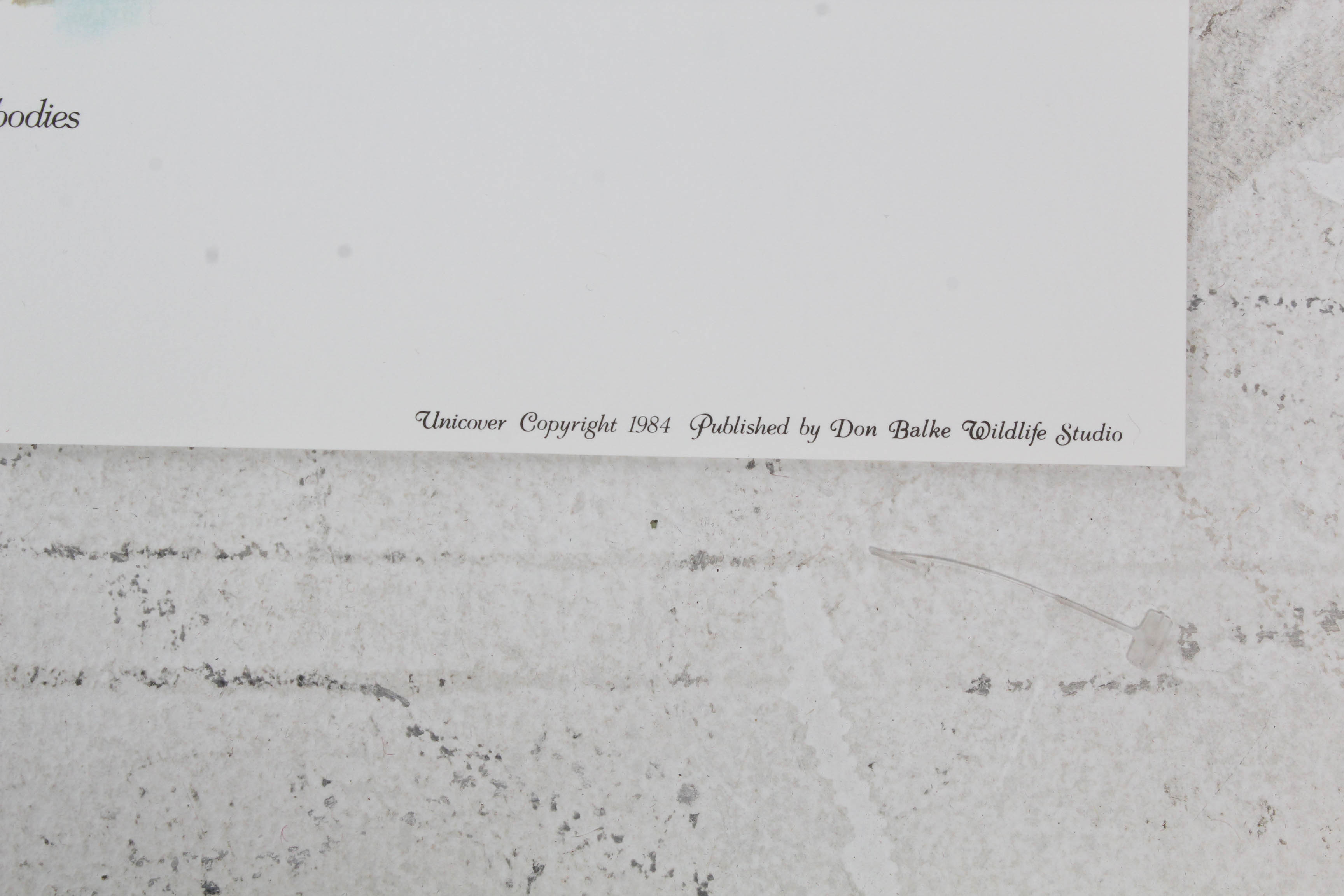 Don Balke Limited Edition Wildlife Prints