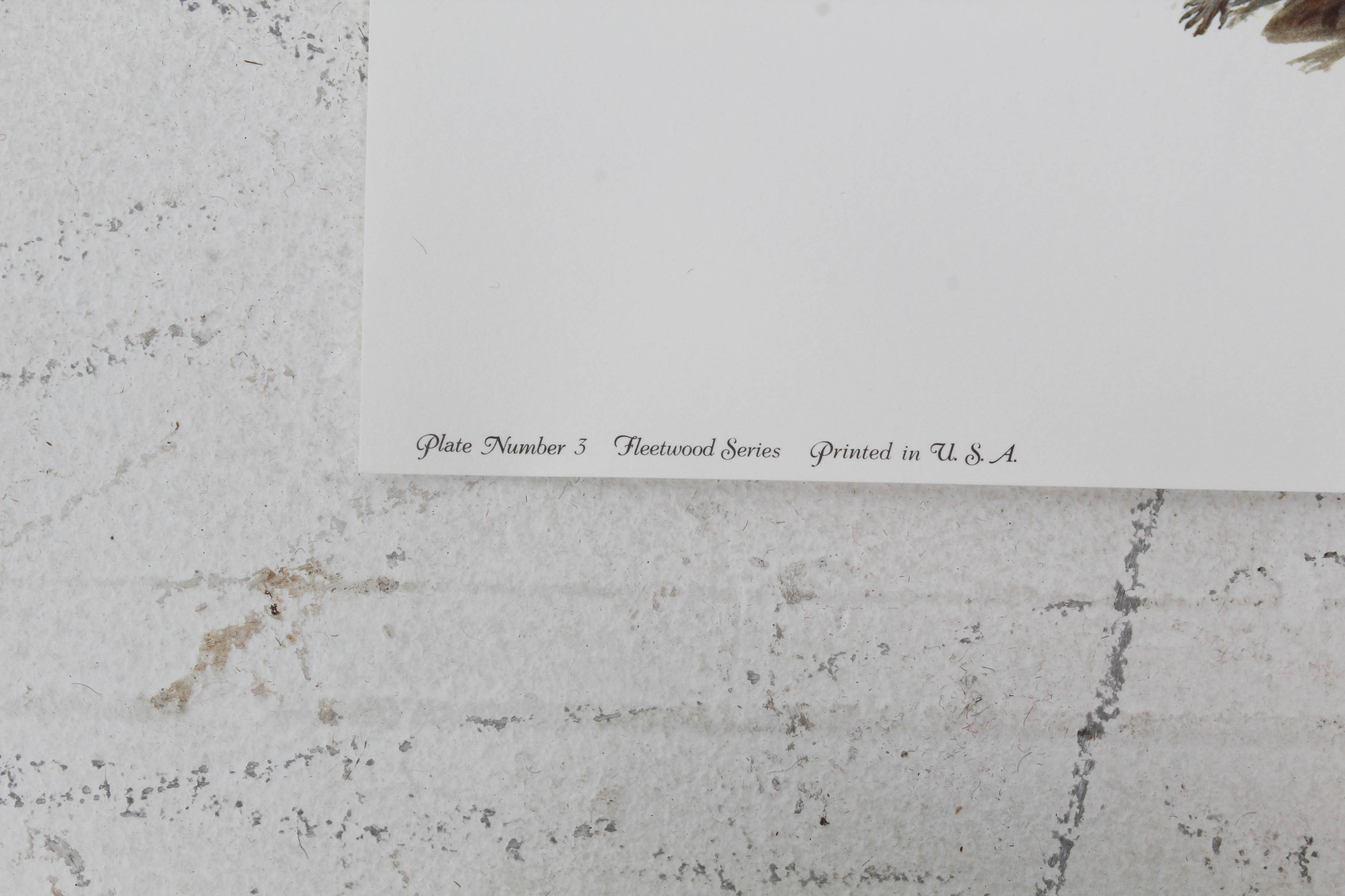 Don Balke Limited Edition Wildlife Prints