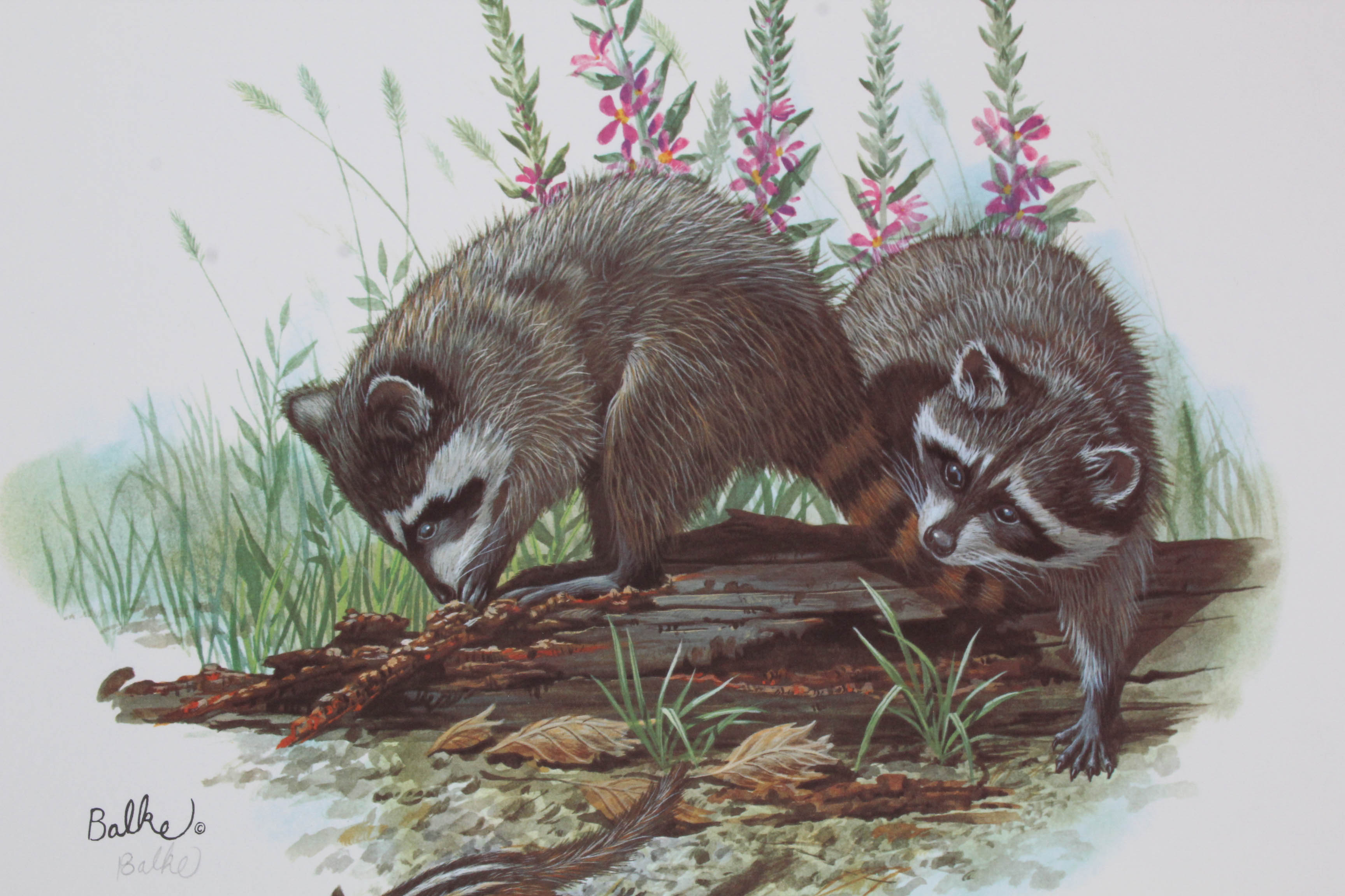 Don Balke Limited Edition Wildlife Prints