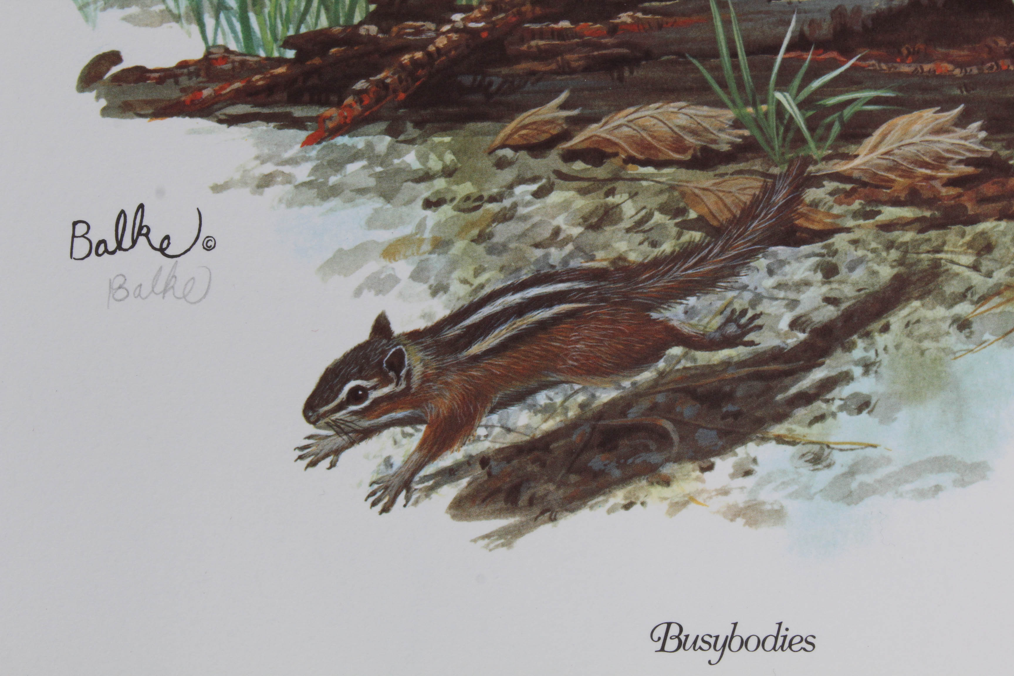 Don Balke Limited Edition Wildlife Prints