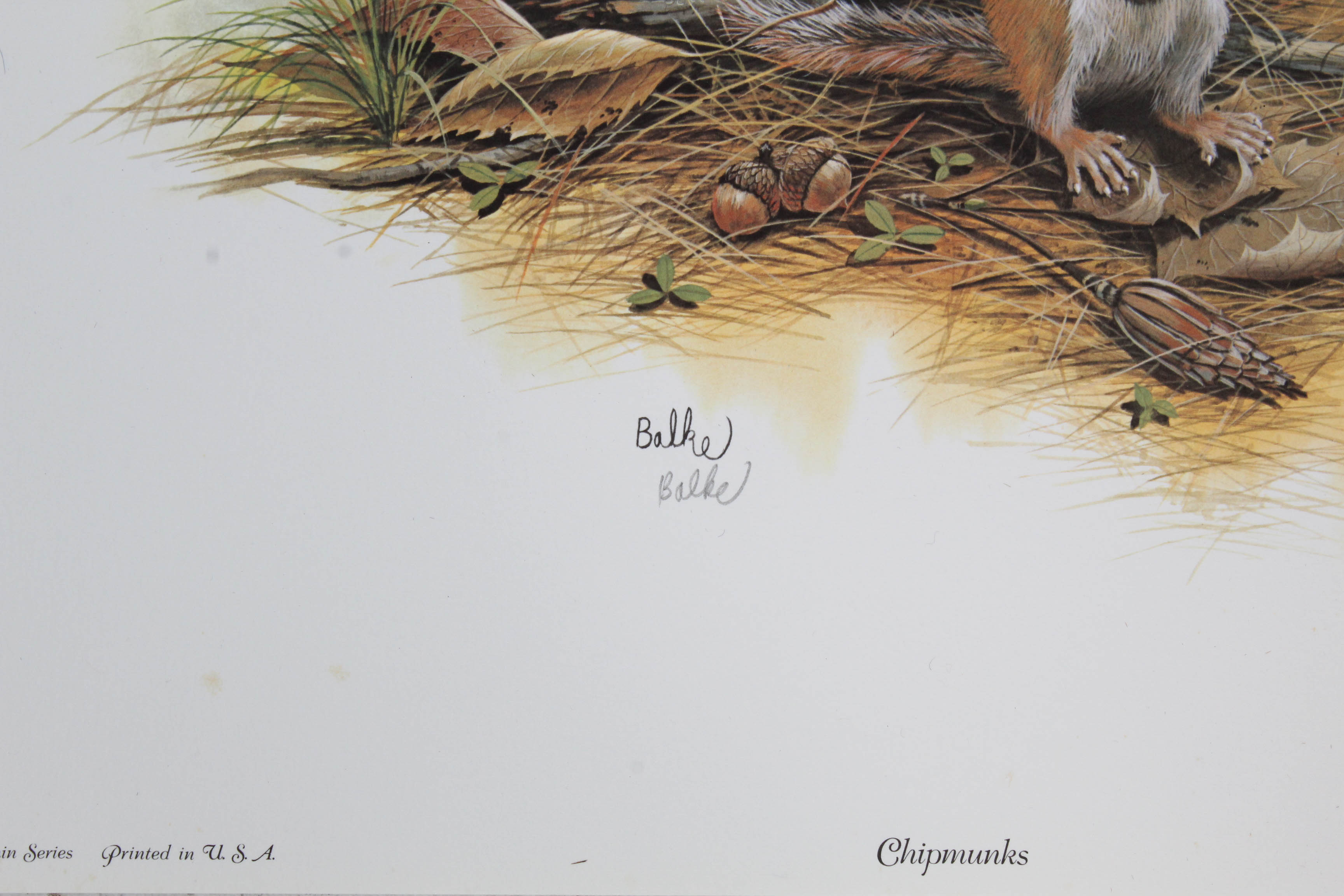 Don Balke Limited Edition Wildlife Prints