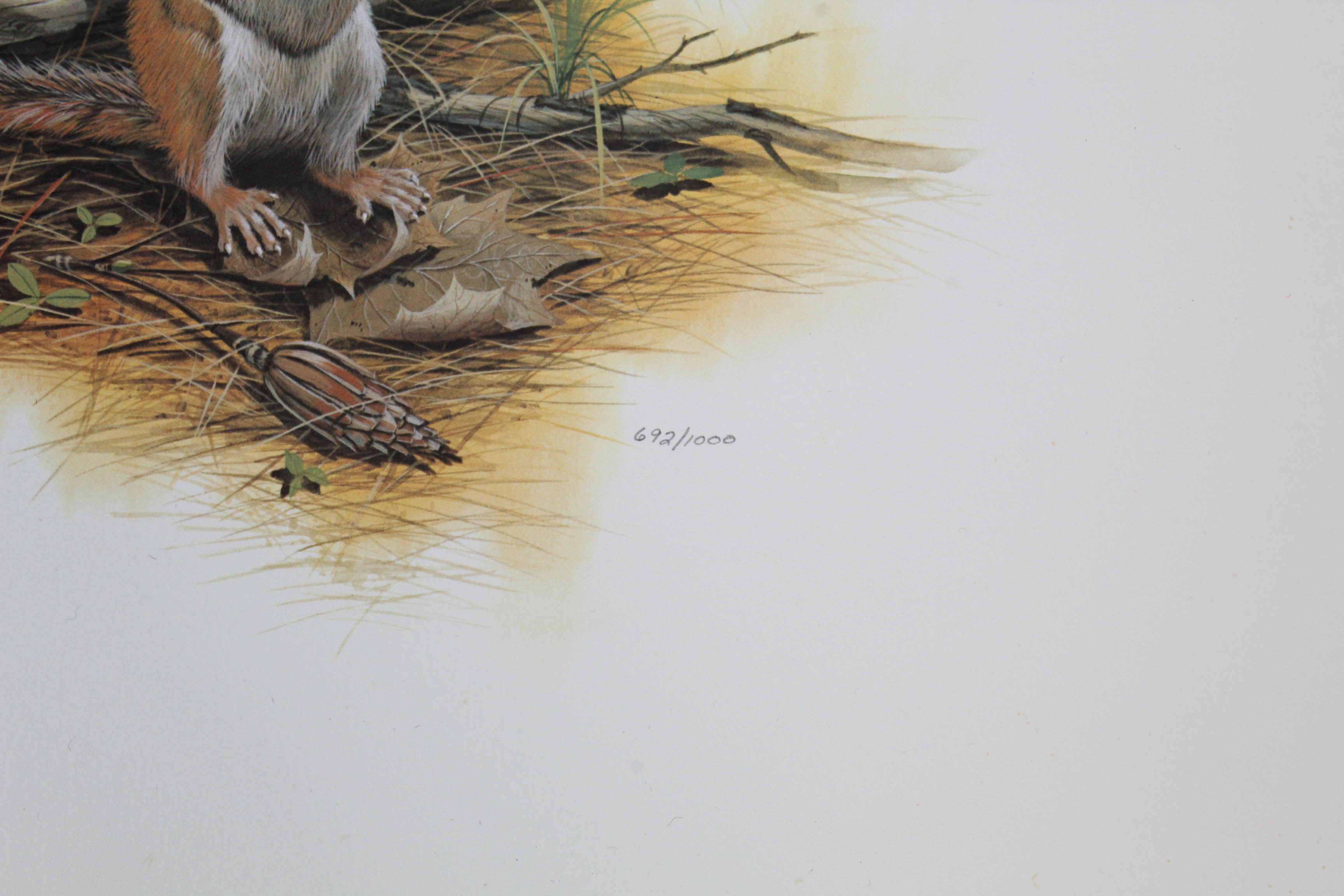 Don Balke Limited Edition Wildlife Prints