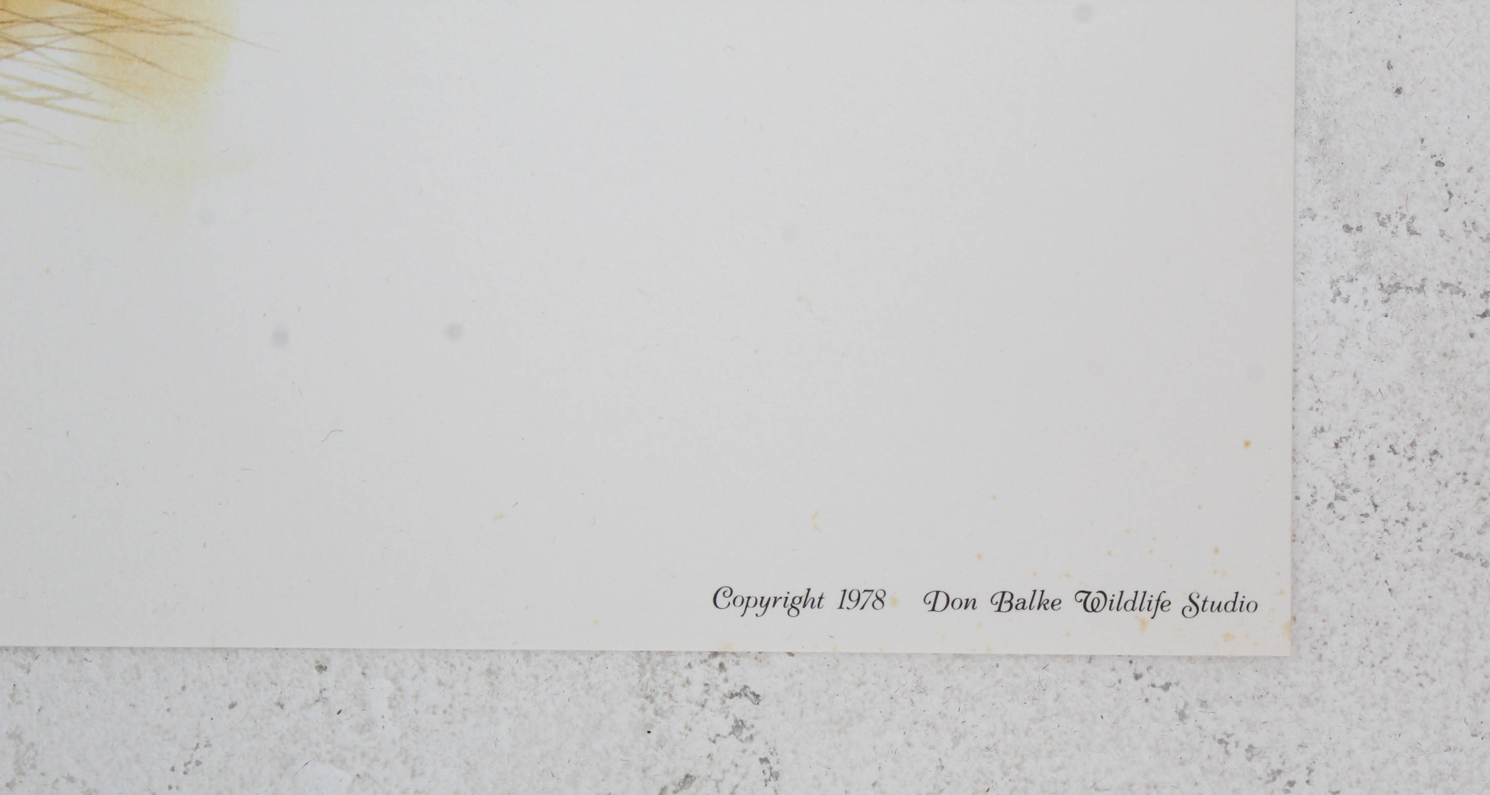 Don Balke Limited Edition Wildlife Prints