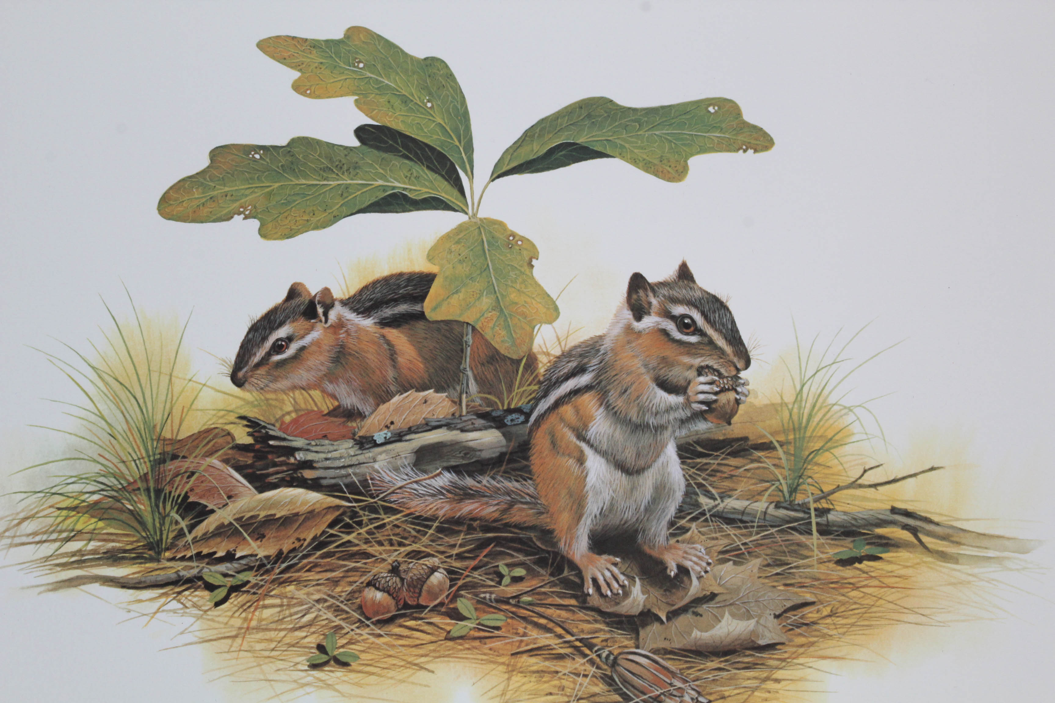 Don Balke Limited Edition Wildlife Prints