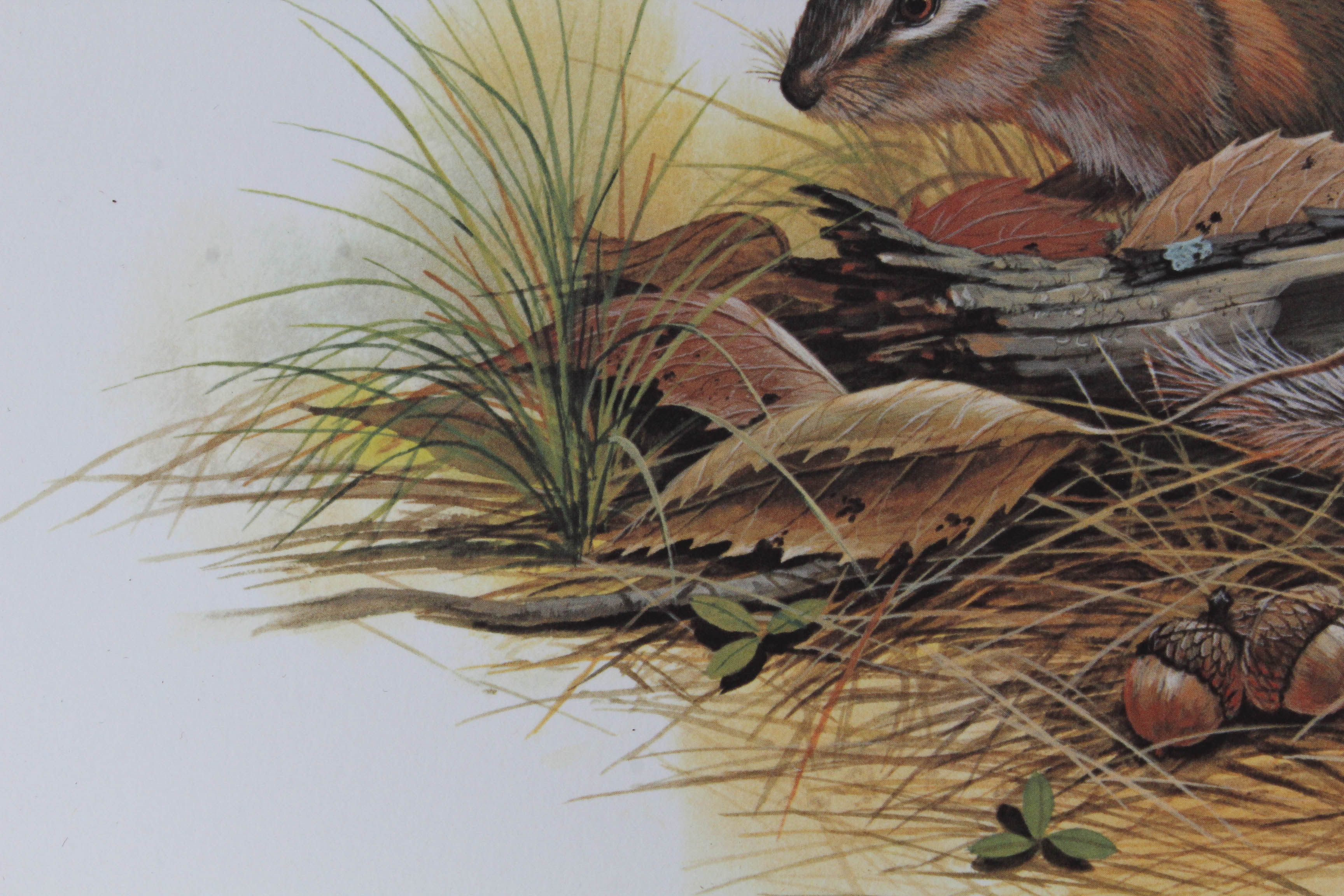 Don Balke Limited Edition Wildlife Prints