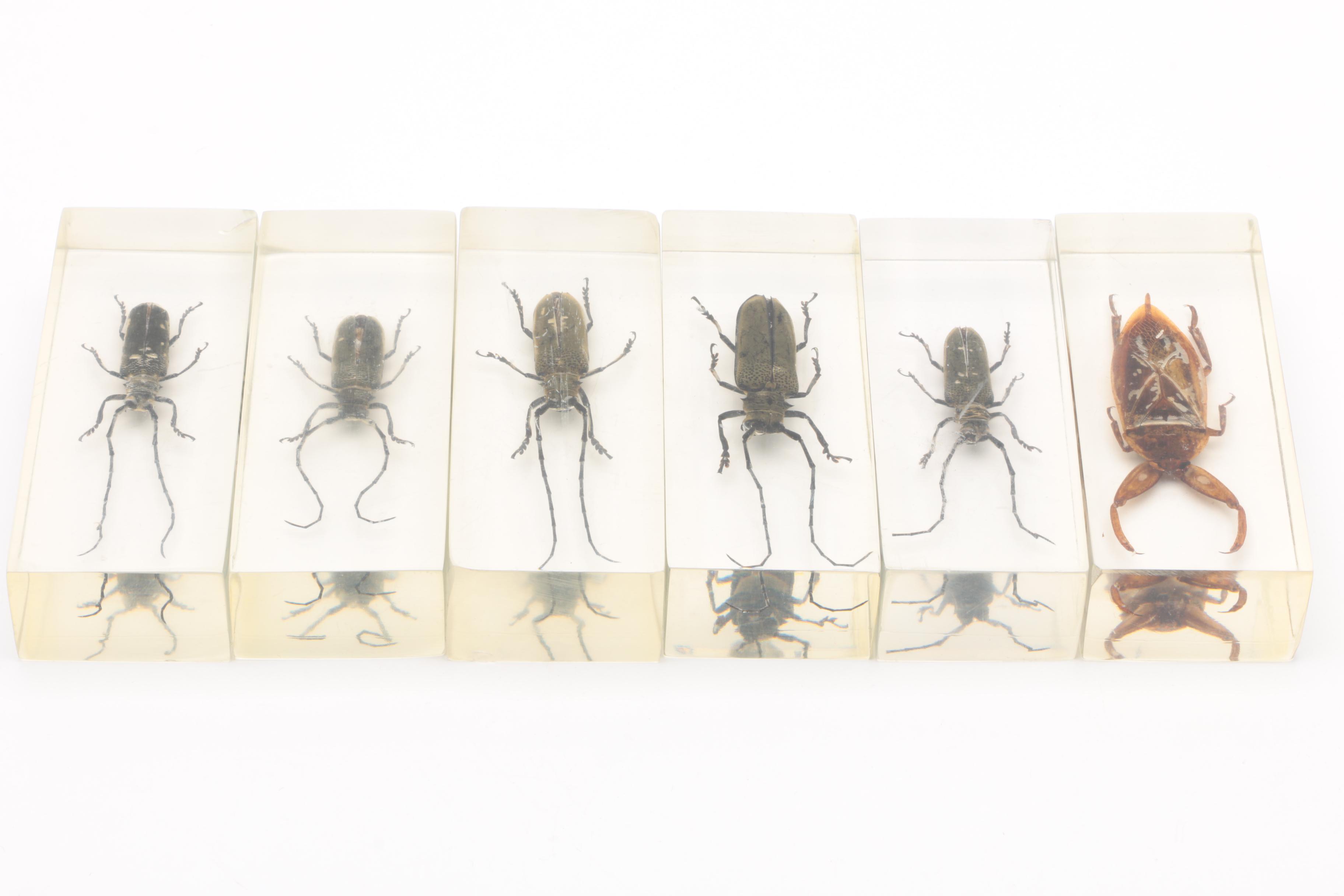 Large Collection of Exotic Specimens and Scorpion Belt Buckle, Cards