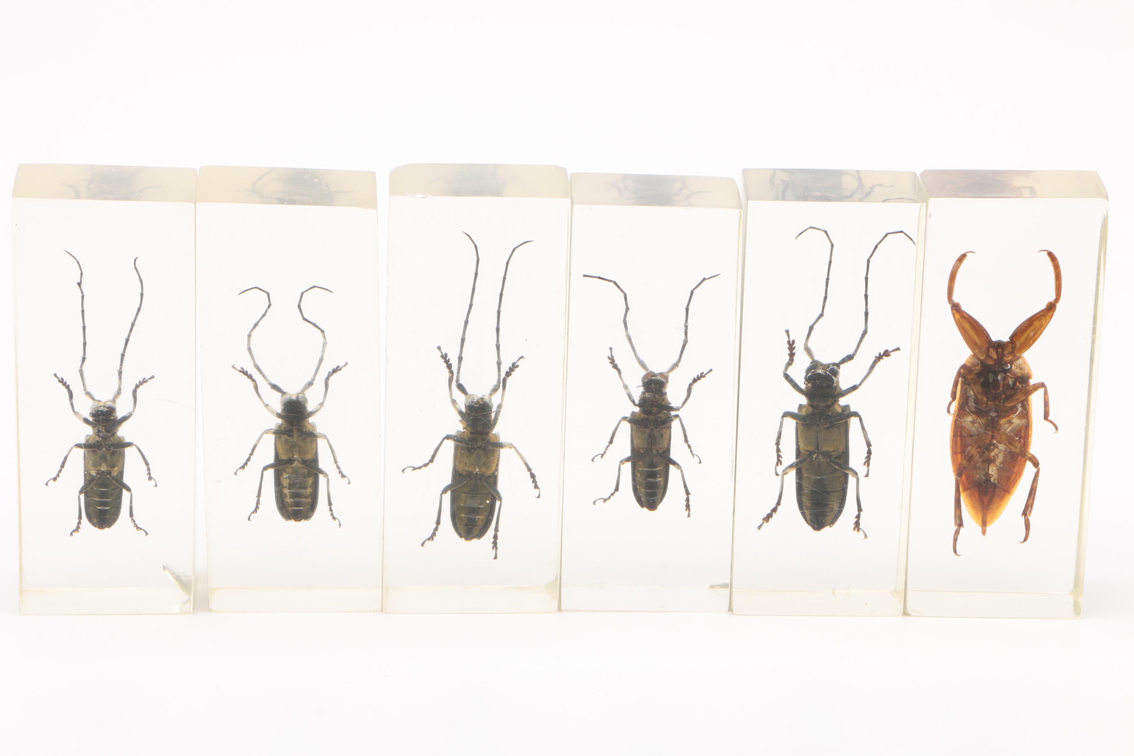 Large Collection of Exotic Specimens and Scorpion Belt Buckle, Cards