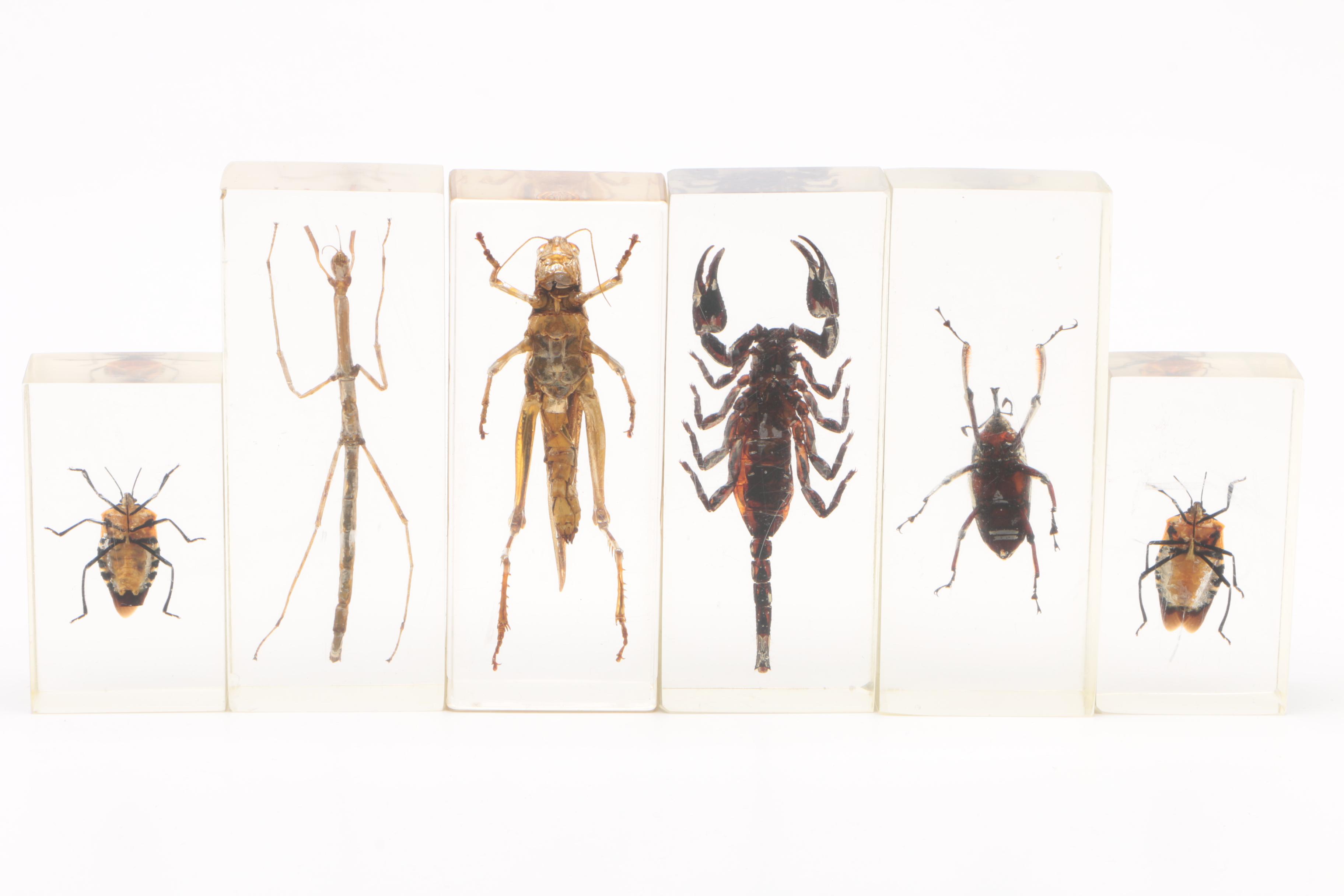 Large Collection of Exotic Specimens and Scorpion Belt Buckle, Cards