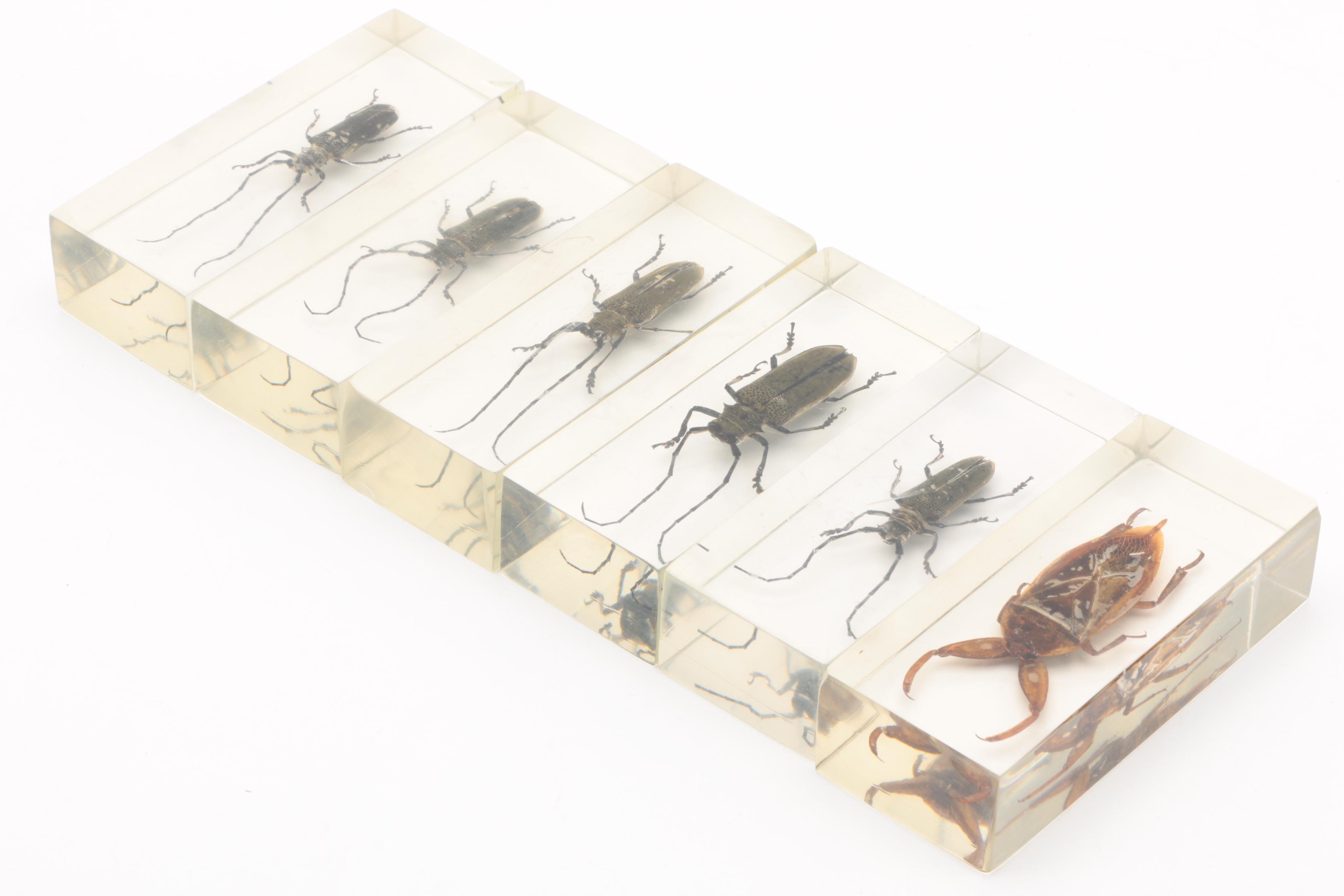 Large Collection of Exotic Specimens and Scorpion Belt Buckle, Cards