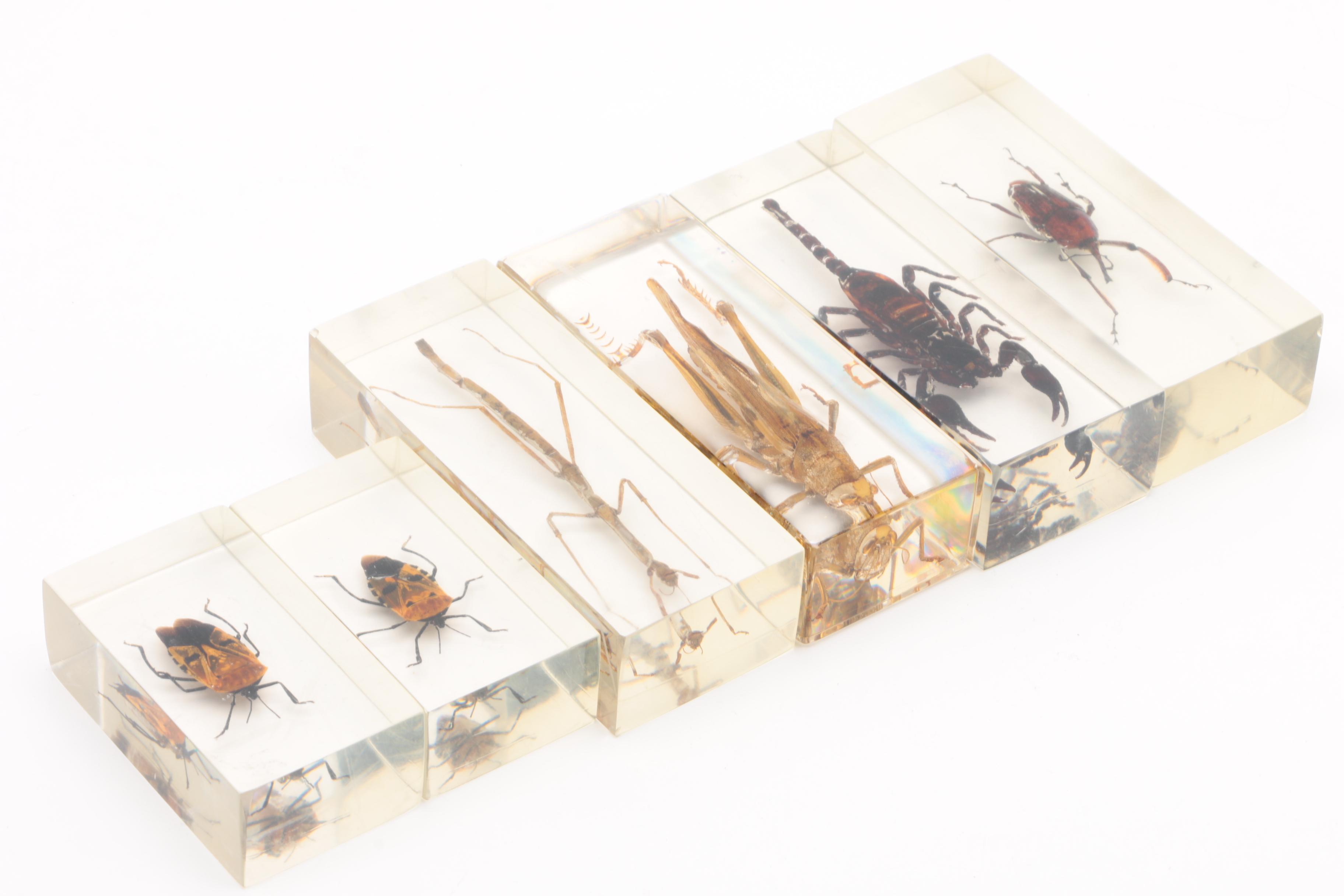 Large Collection of Exotic Specimens and Scorpion Belt Buckle, Cards