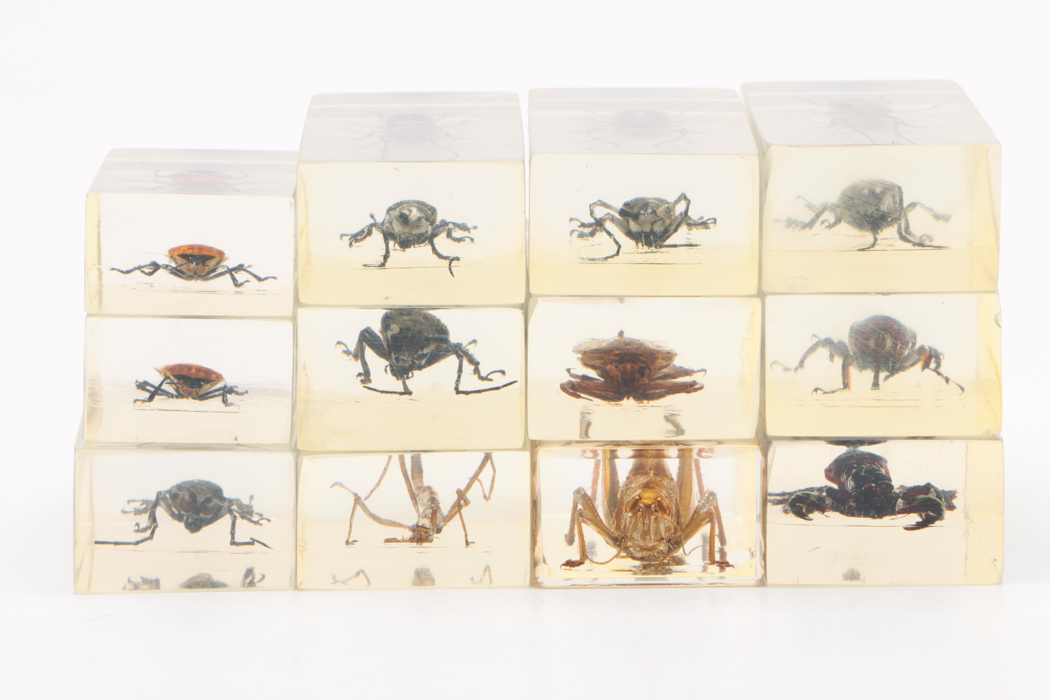 Large Collection of Exotic Specimens and Scorpion Belt Buckle, Cards