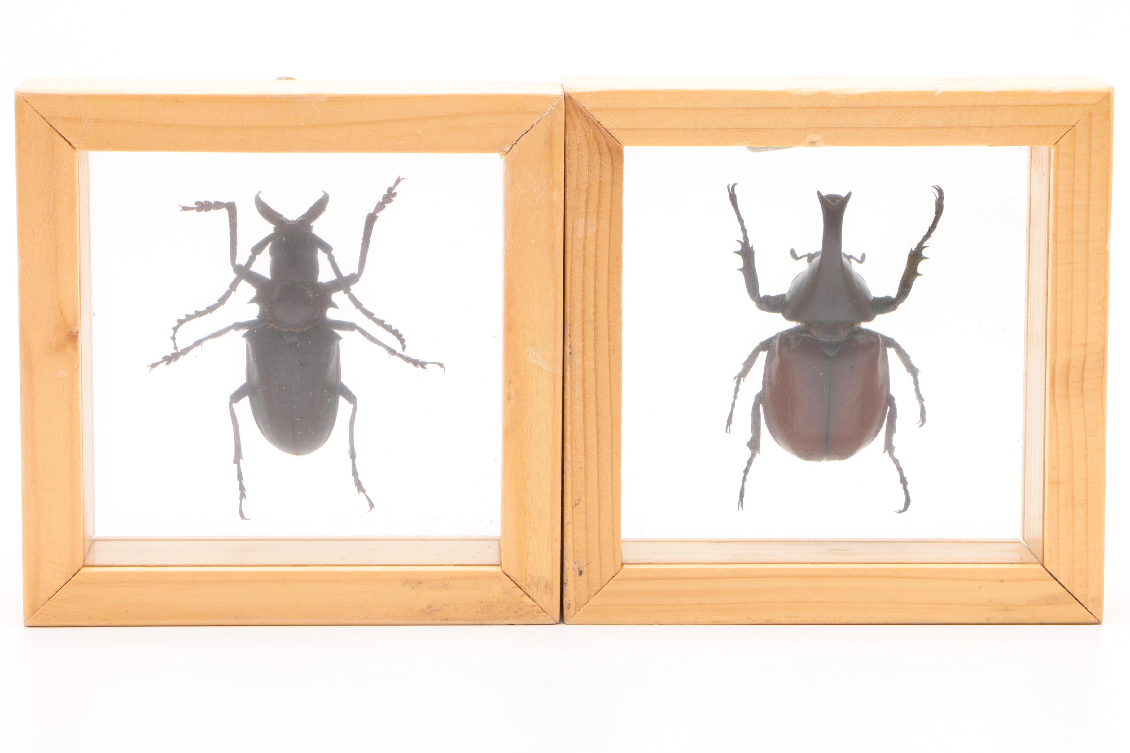 Large Collection of Exotic Specimens and Scorpion Belt Buckle, Cards