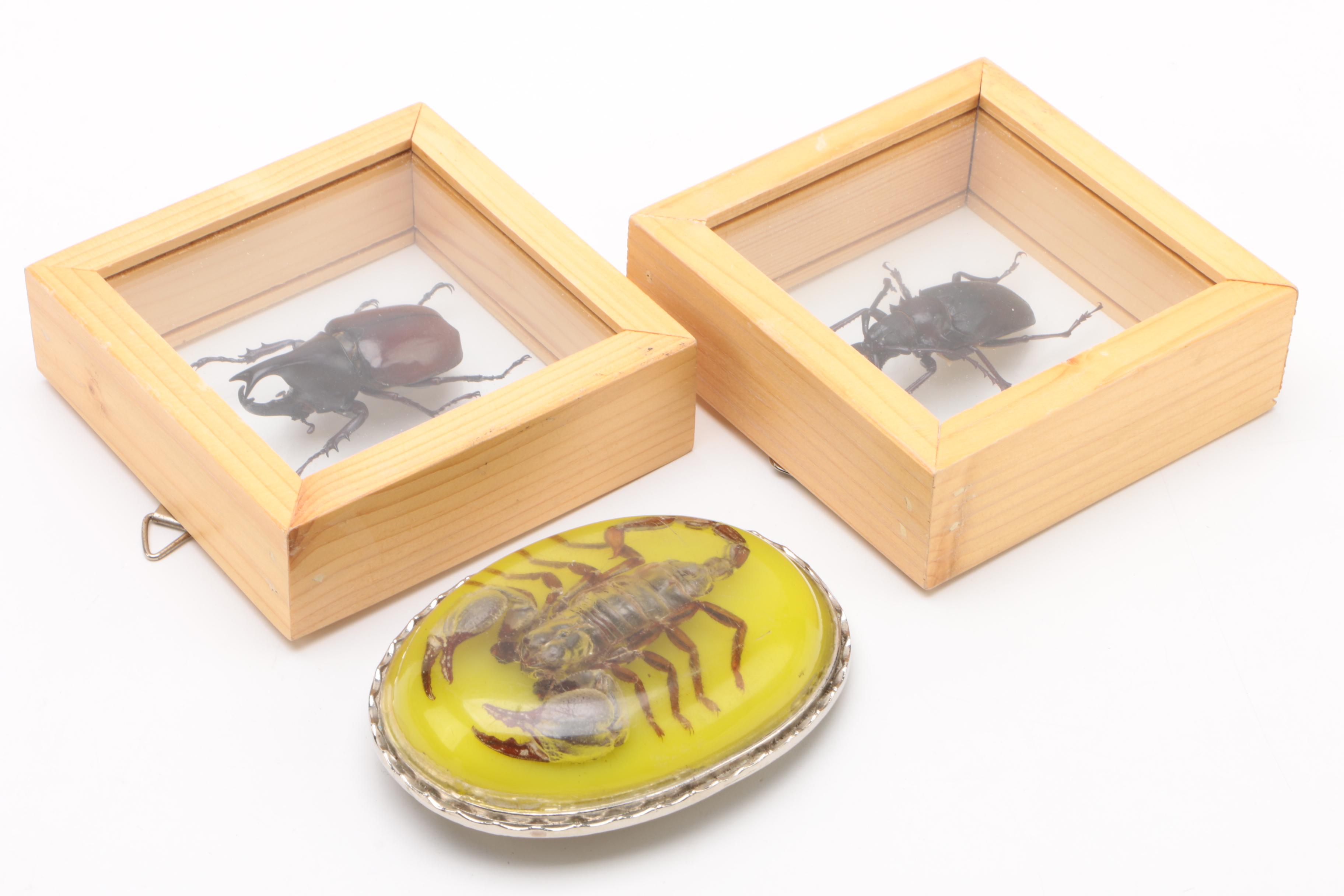 Large Collection of Exotic Specimens and Scorpion Belt Buckle, Cards