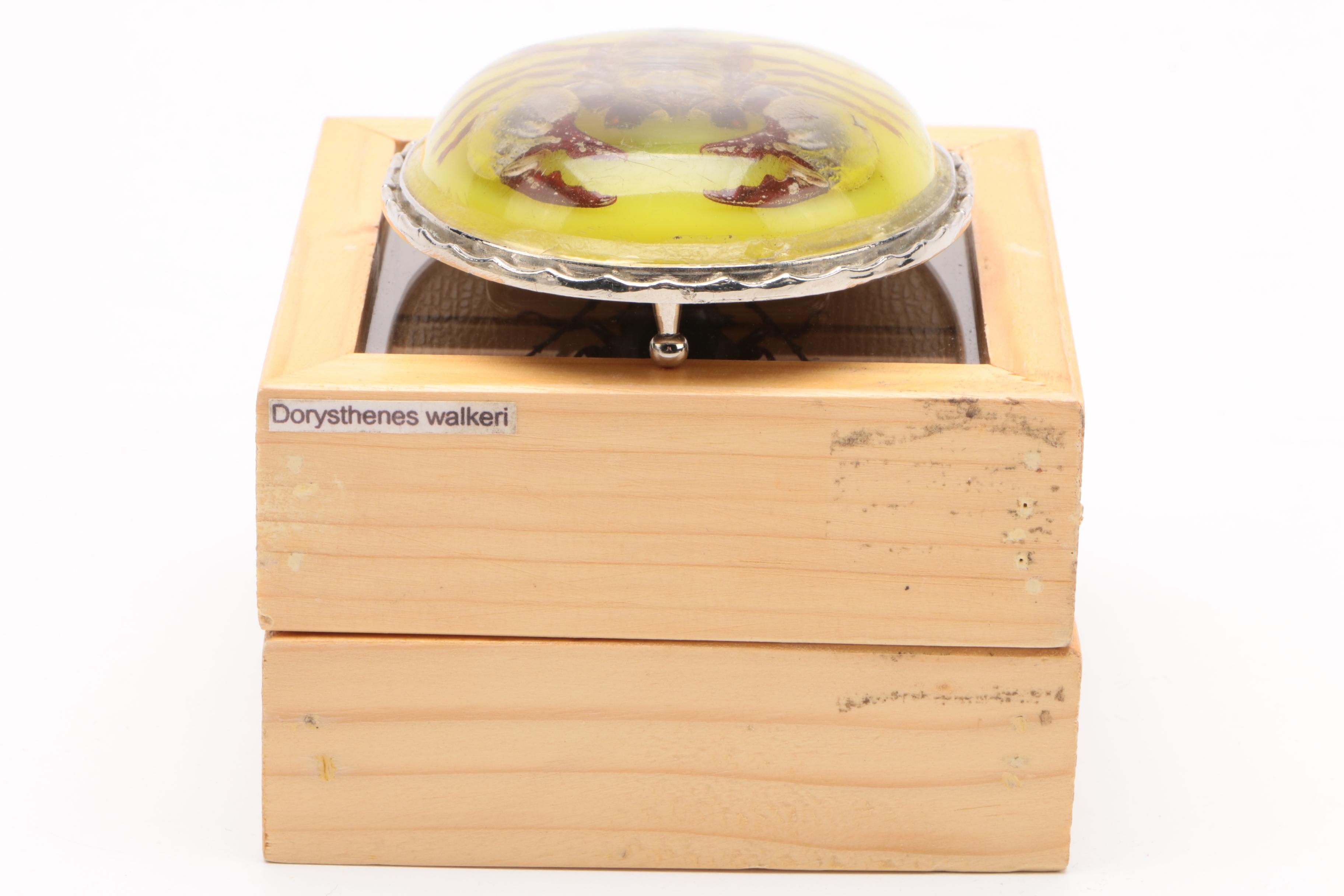 Large Collection of Exotic Specimens and Scorpion Belt Buckle, Cards