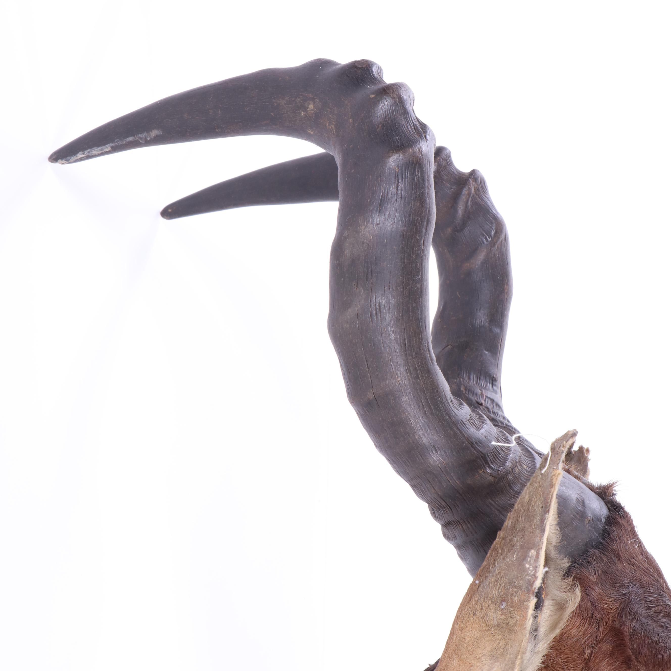 Hartebeest Taxidermy Shoulder Mount