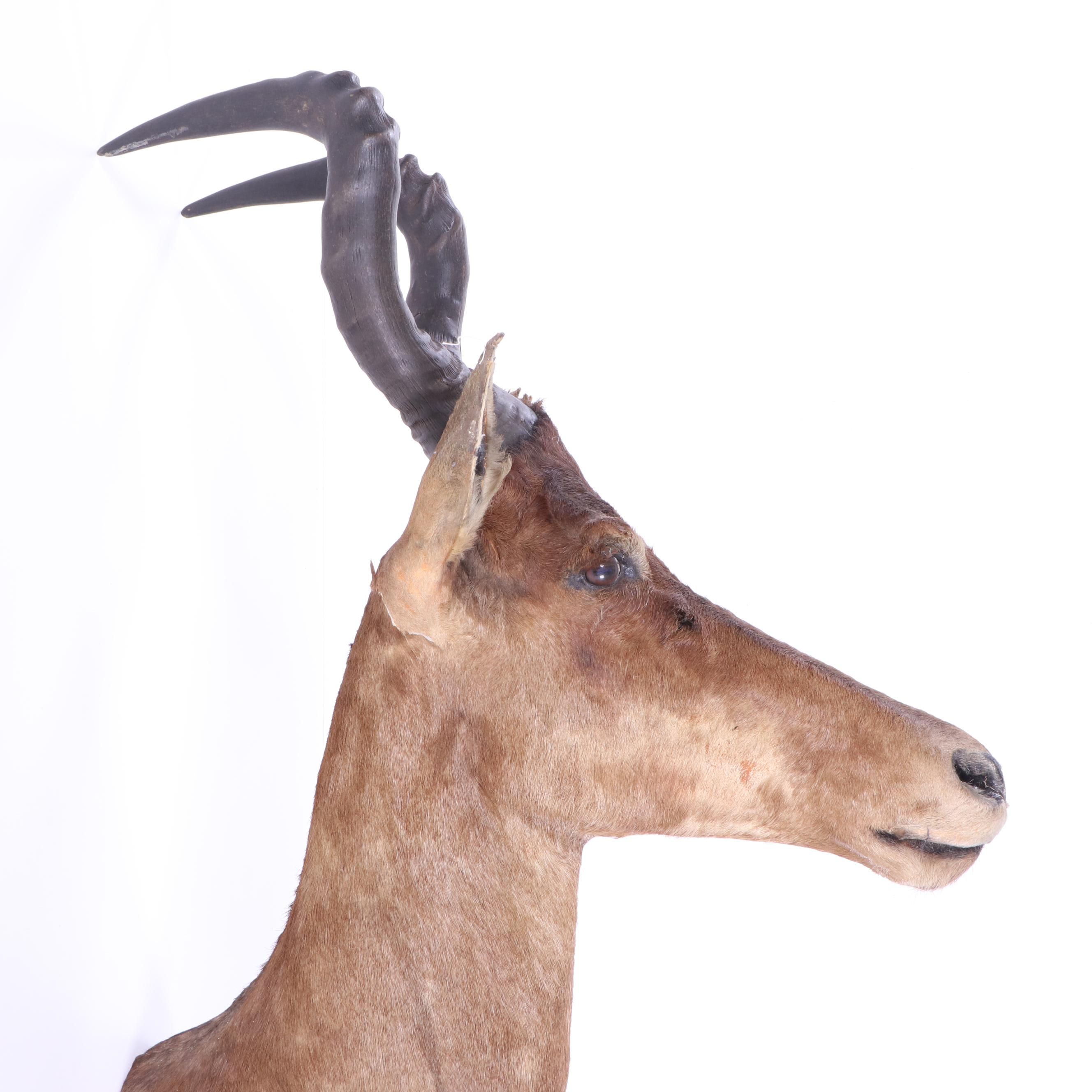 Hartebeest Taxidermy Shoulder Mount