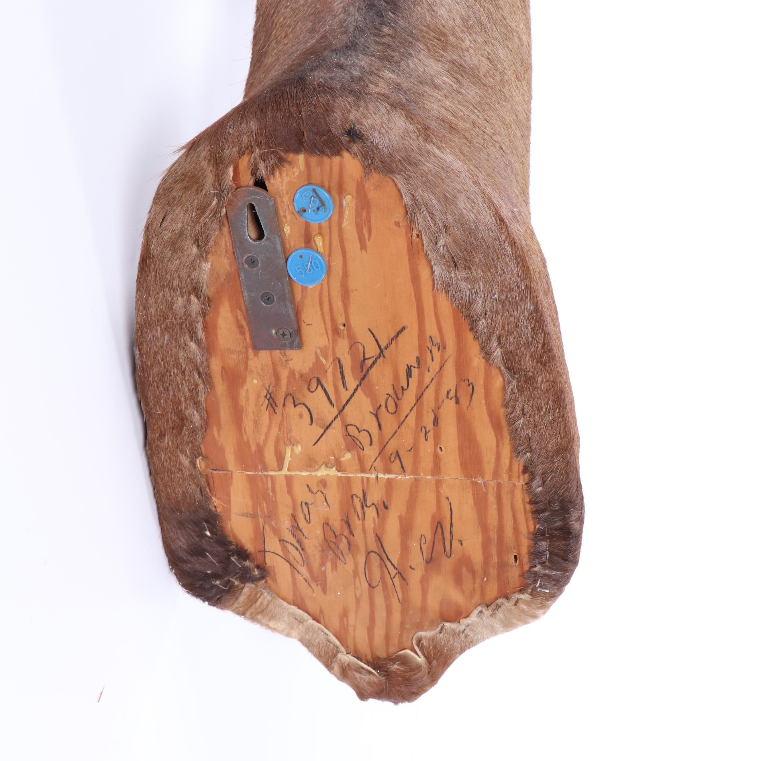 Hartebeest Taxidermy Shoulder Mount