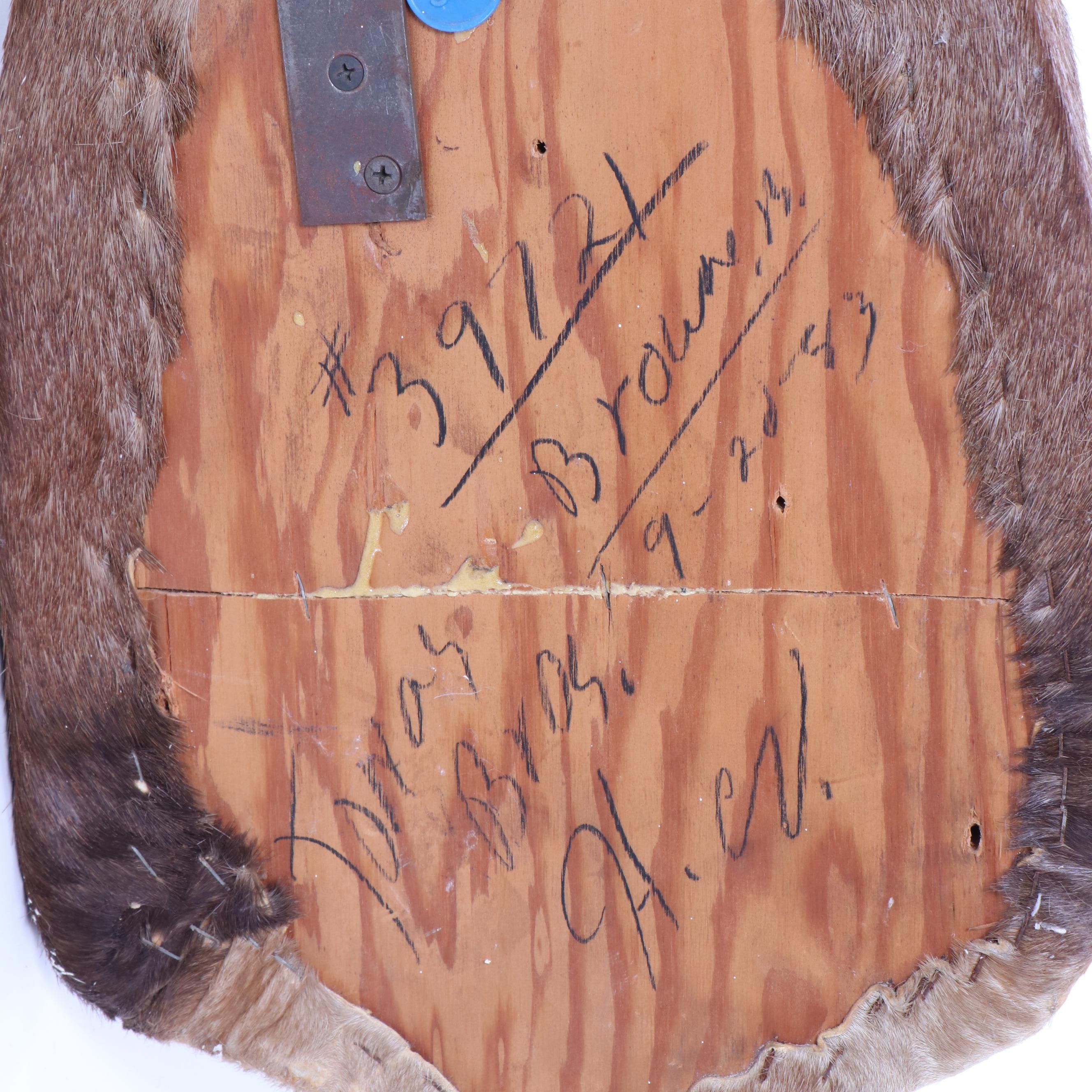 Hartebeest Taxidermy Shoulder Mount