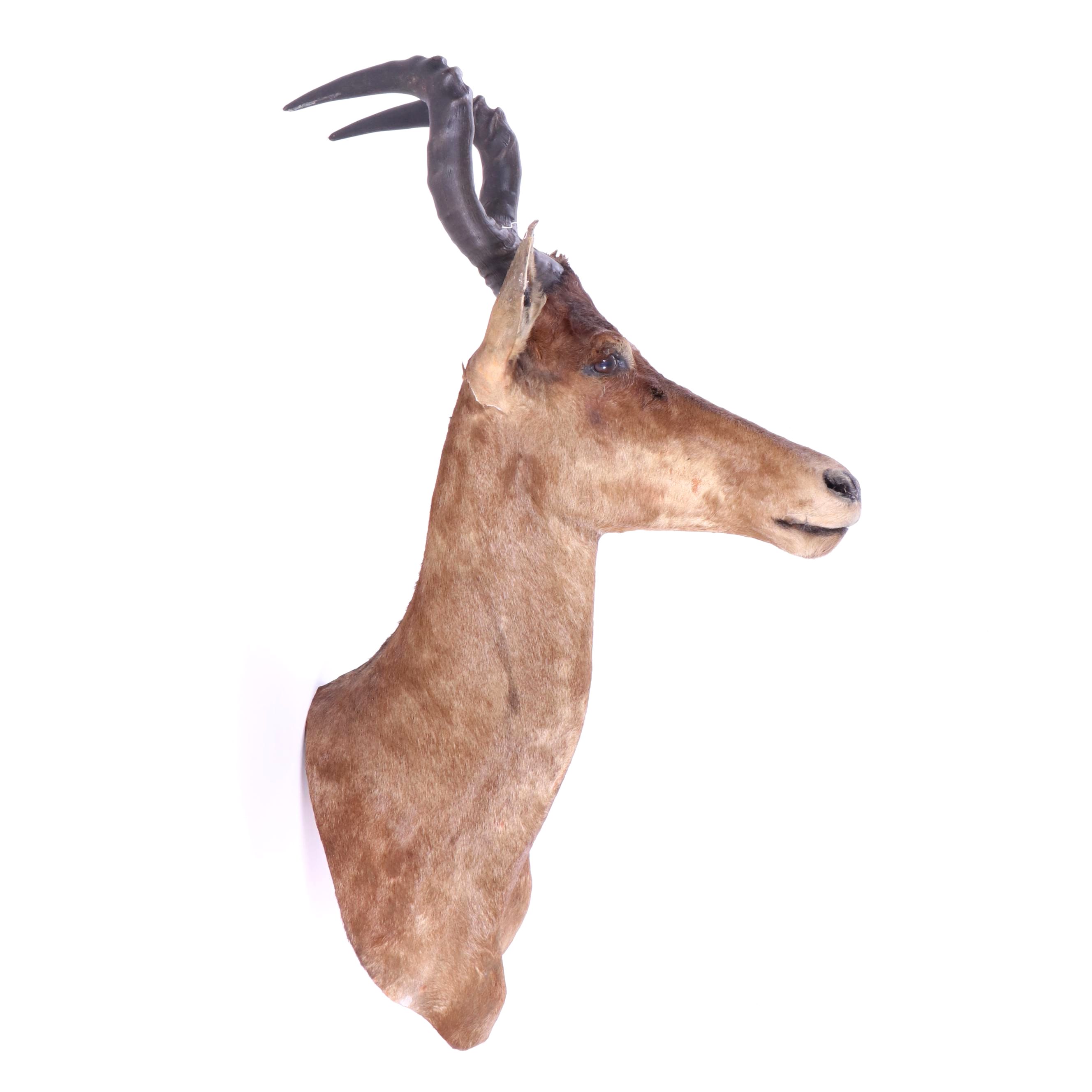 Hartebeest Taxidermy Shoulder Mount