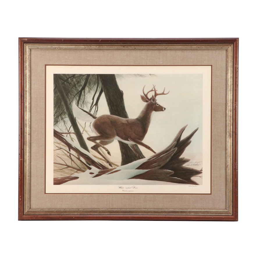 John Ruthven Limited Edition Offset Lithograph "White-tailed Deer"