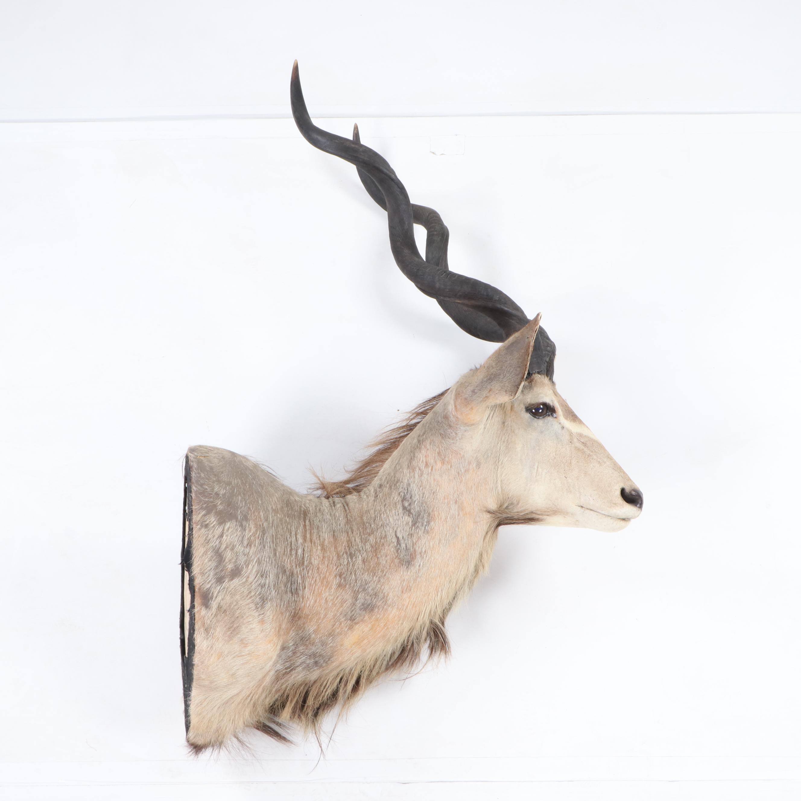 Greater Kudu Taxidermy Shoulder Mount