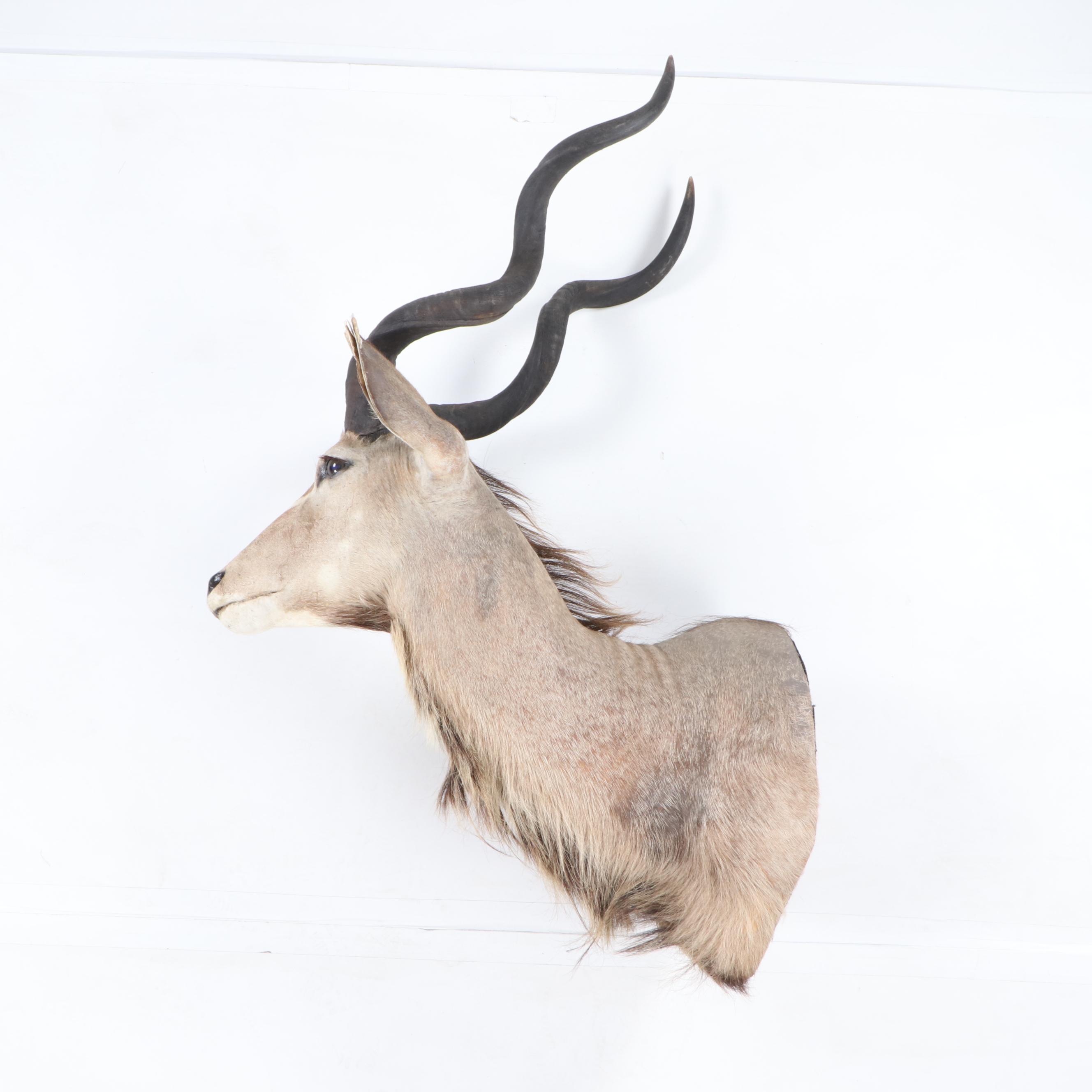 Greater Kudu Taxidermy Shoulder Mount