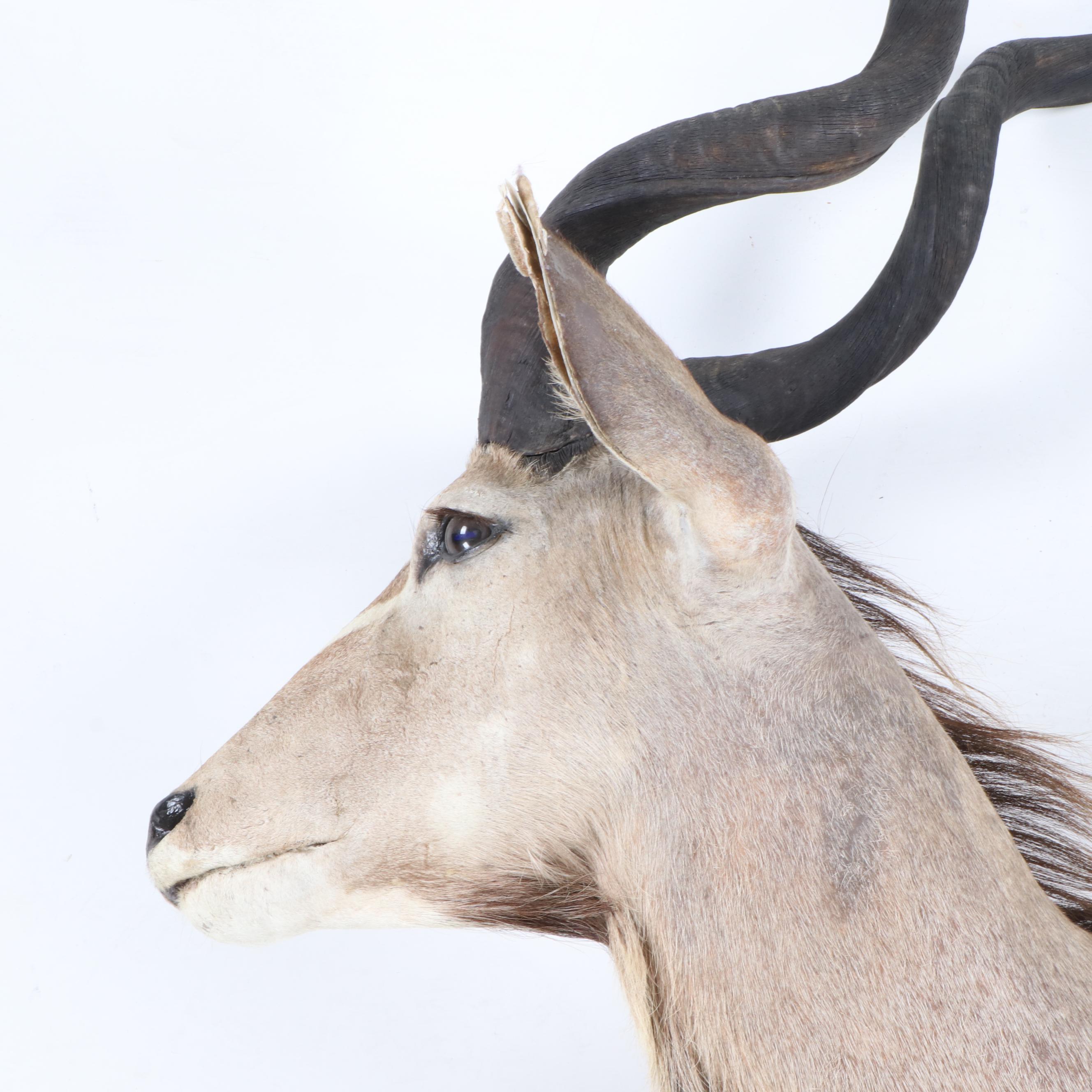 Greater Kudu Taxidermy Shoulder Mount