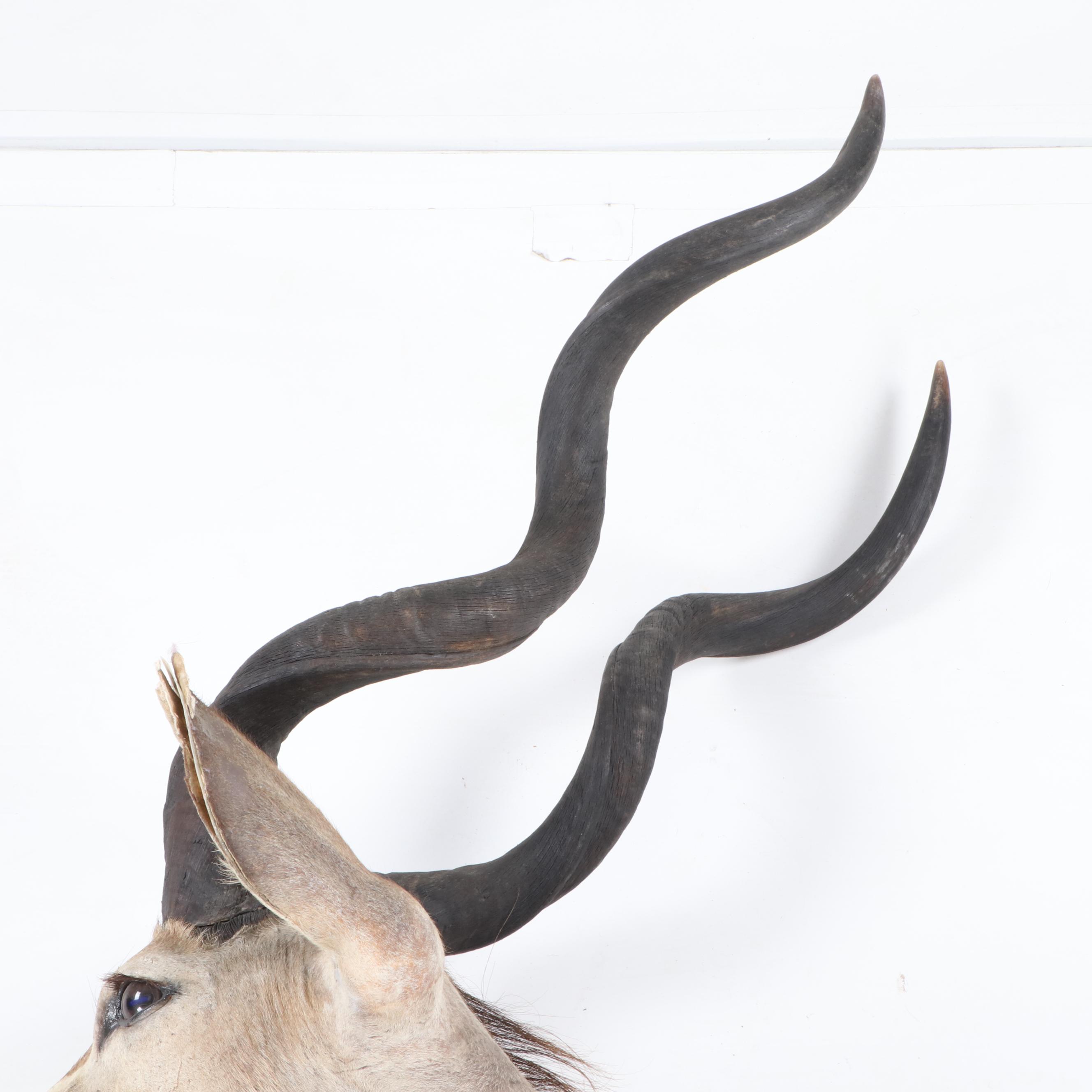 Greater Kudu Taxidermy Shoulder Mount