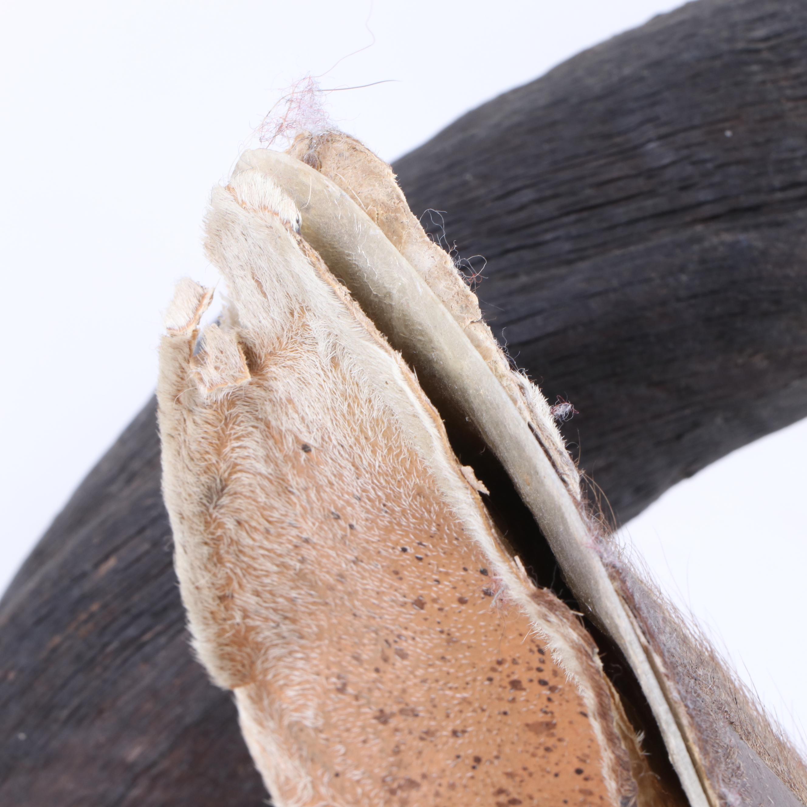 Greater Kudu Taxidermy Shoulder Mount