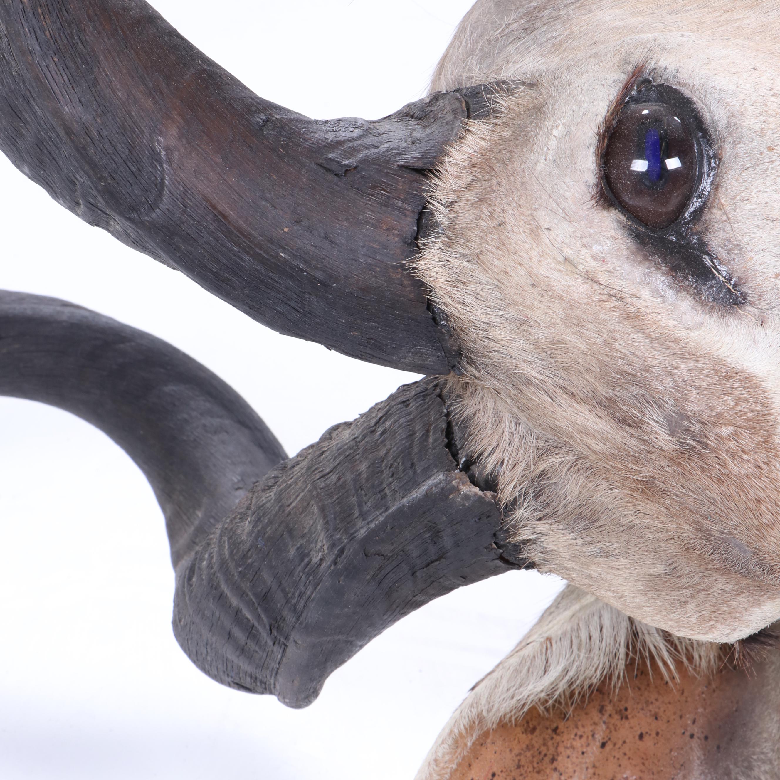 Greater Kudu Taxidermy Shoulder Mount
