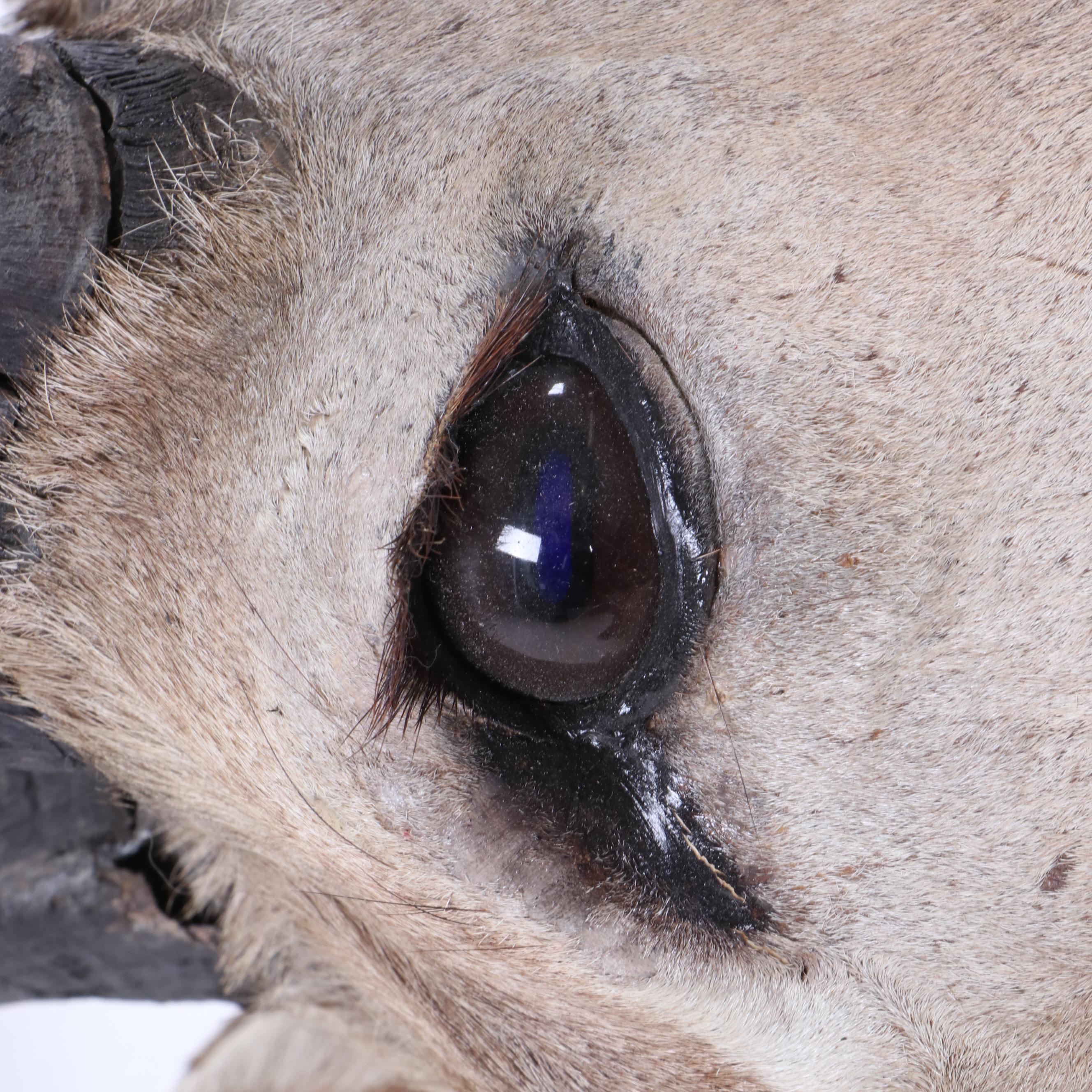 Greater Kudu Taxidermy Shoulder Mount