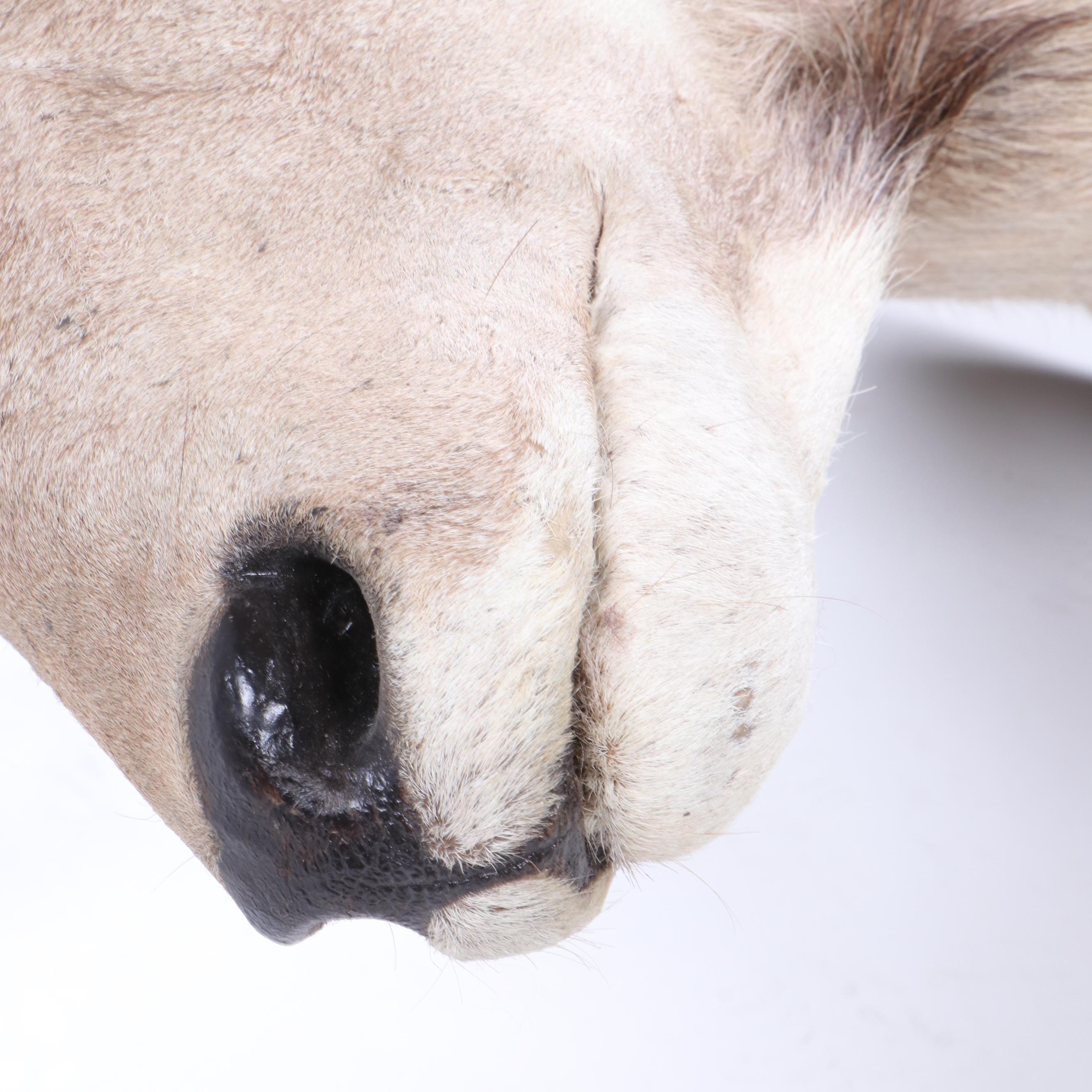 Greater Kudu Taxidermy Shoulder Mount