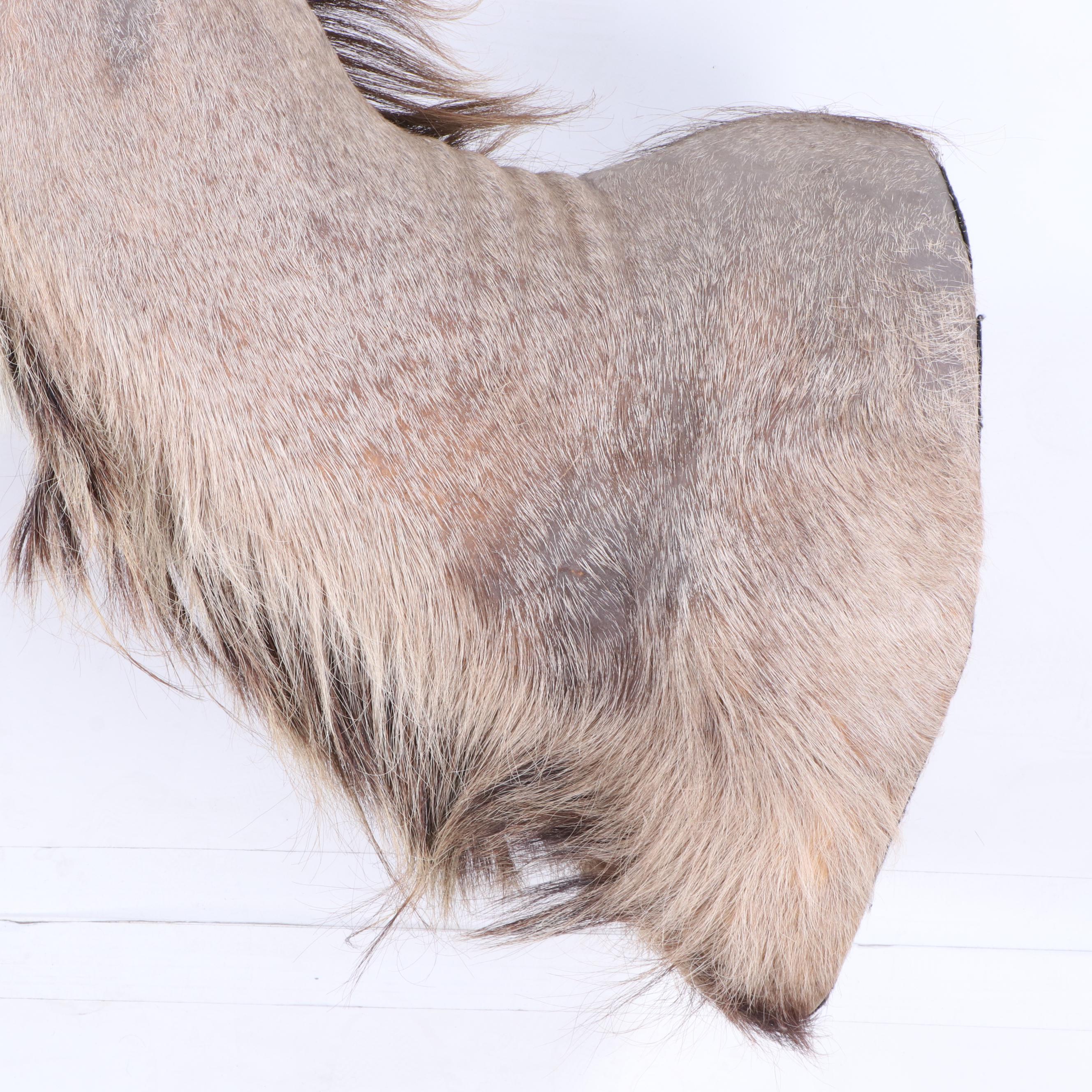 Greater Kudu Taxidermy Shoulder Mount