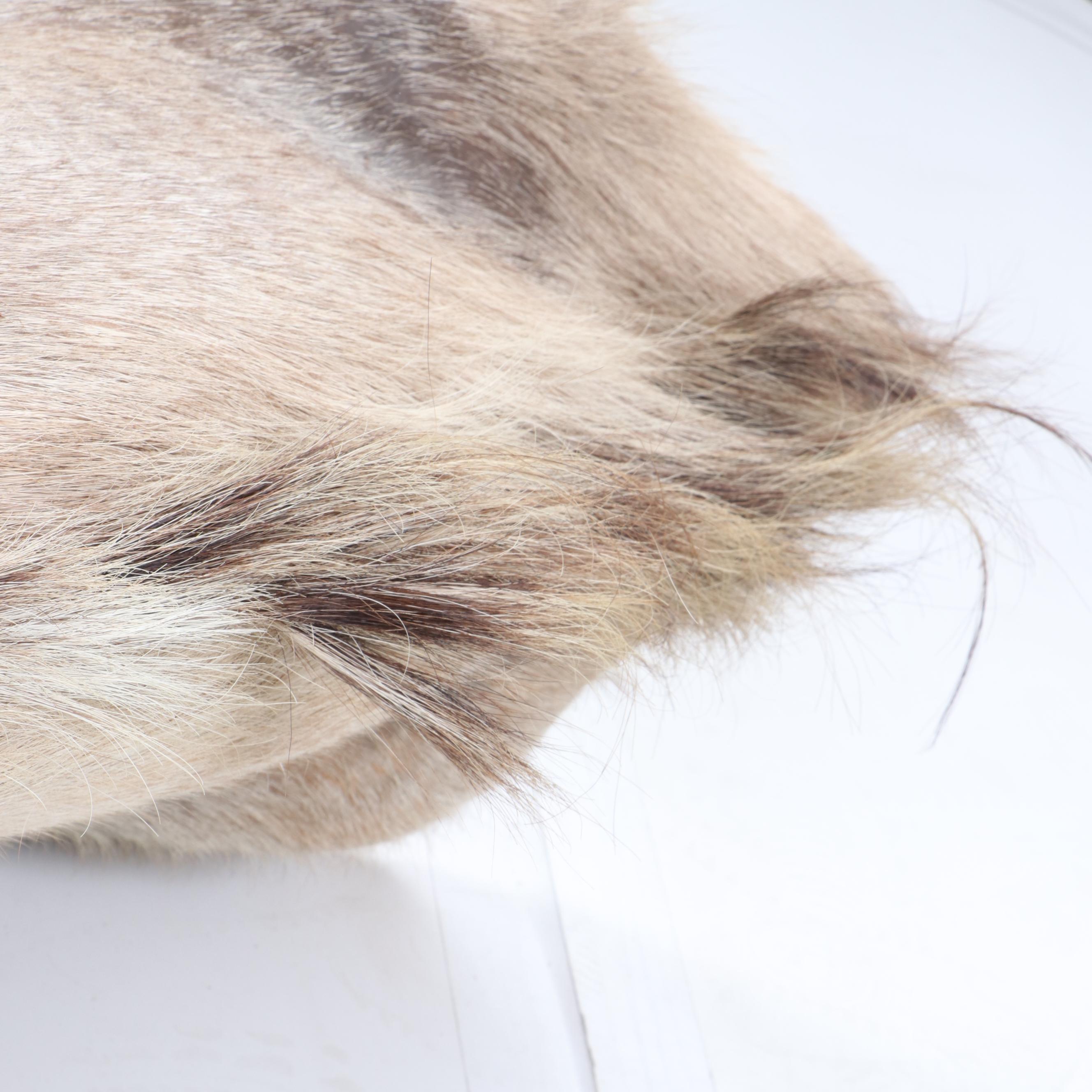 Greater Kudu Taxidermy Shoulder Mount