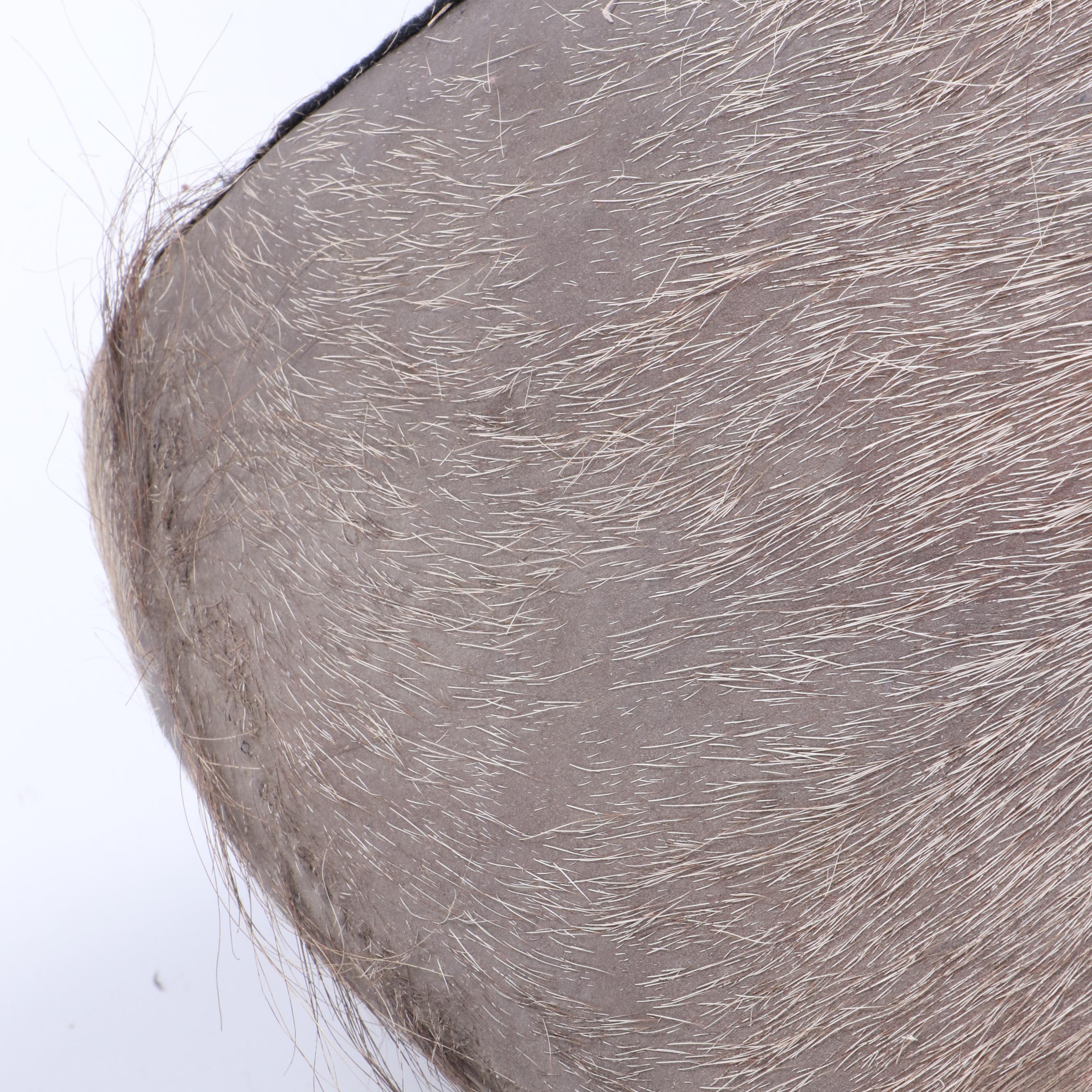 Greater Kudu Taxidermy Shoulder Mount