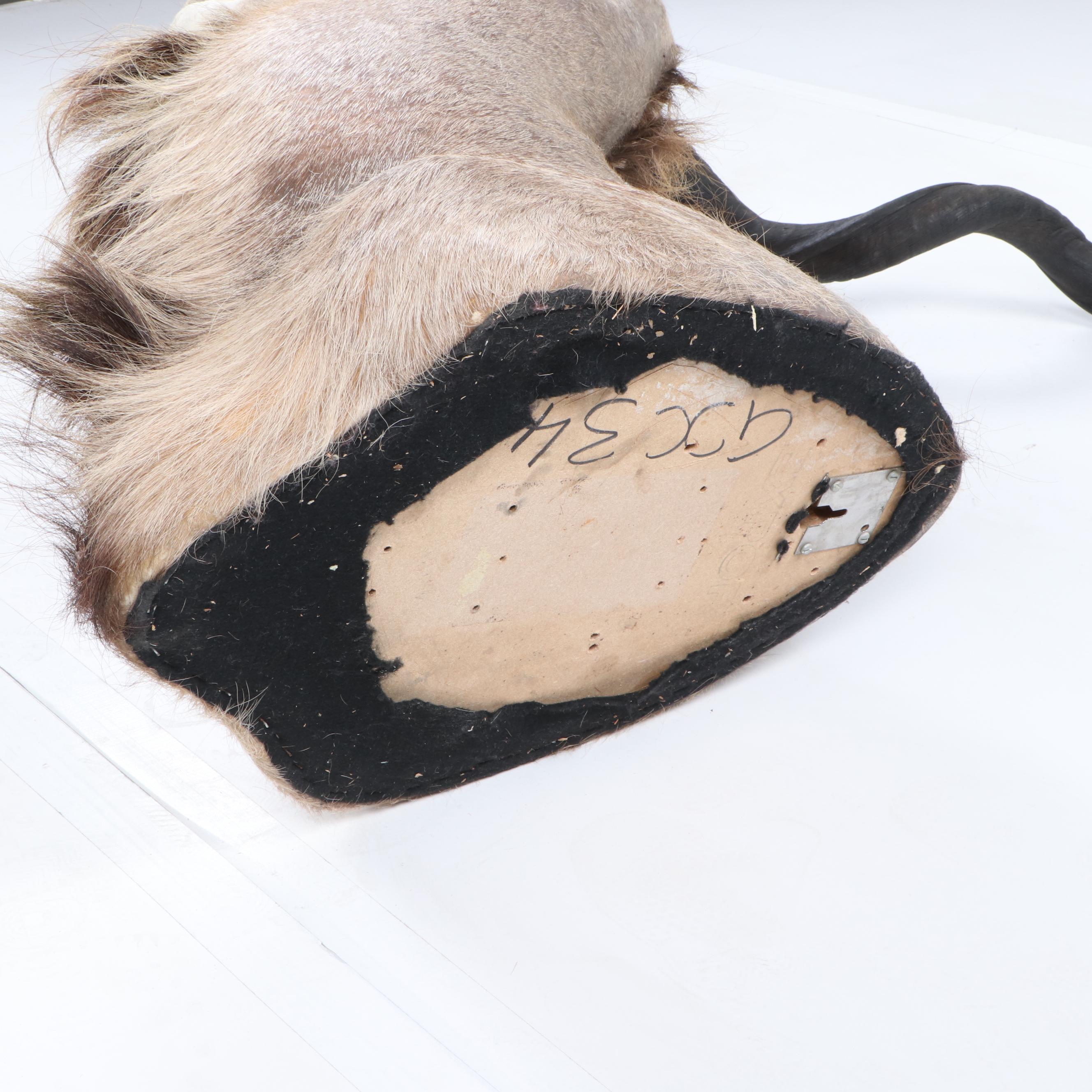 Greater Kudu Taxidermy Shoulder Mount